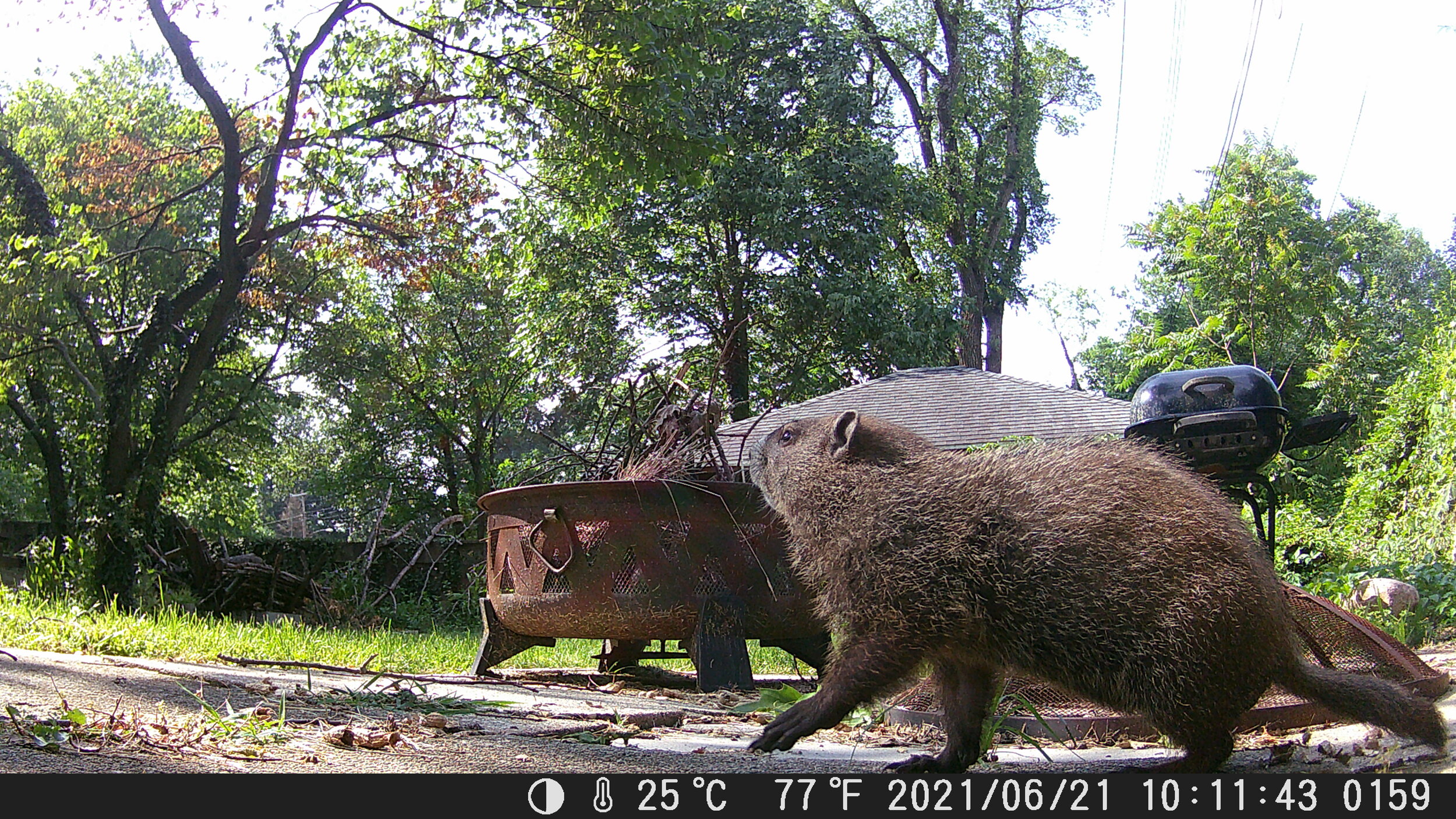 The noble groundhog