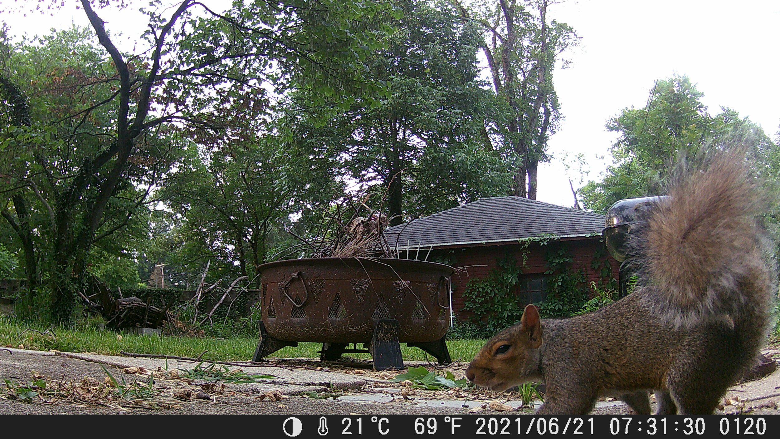 Even squirrels need coffee