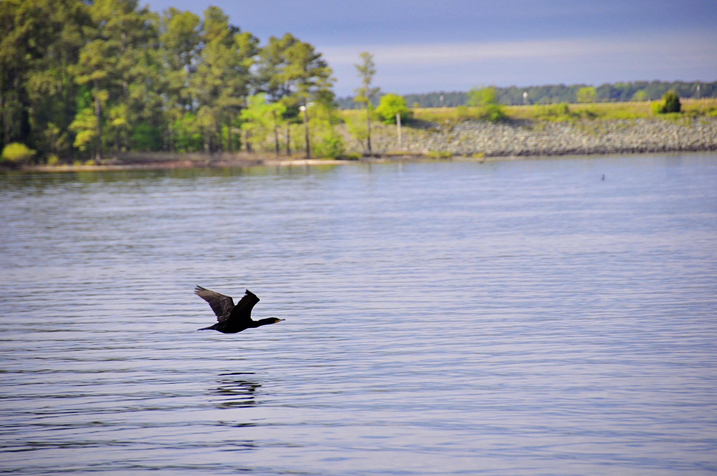 Jordan Lake Bird -2.jpg