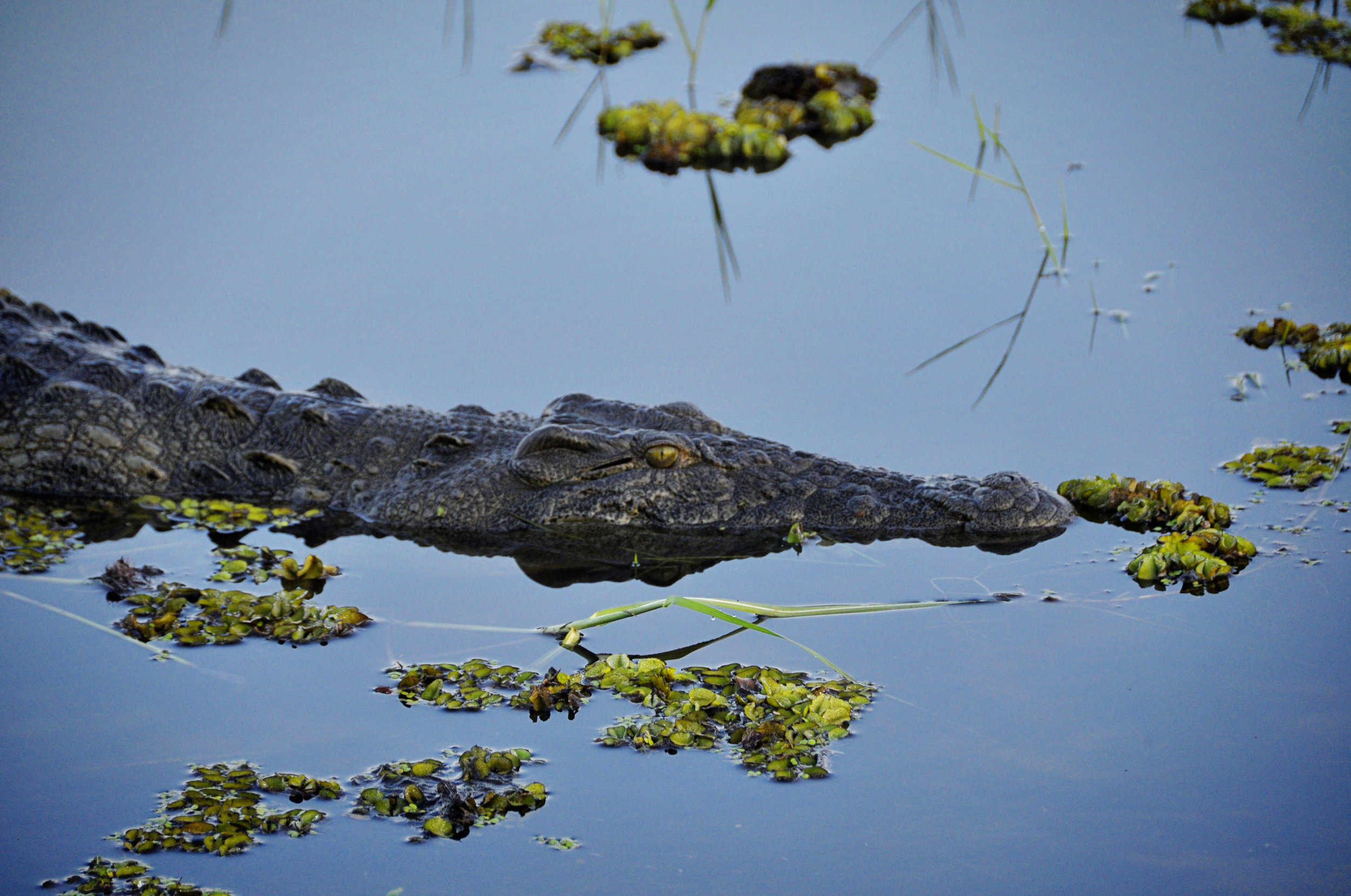 Africa-Botswana-140.jpg