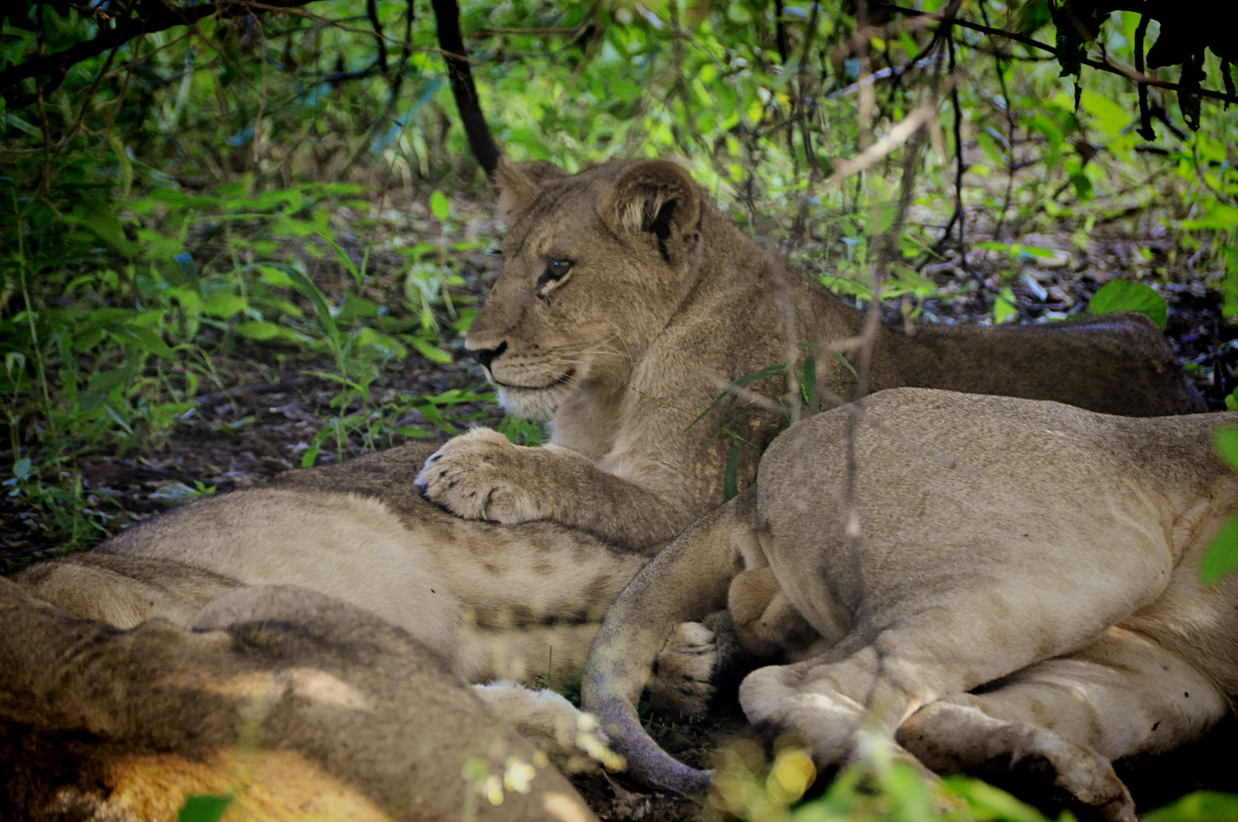 Africa-Botswana-146.jpg