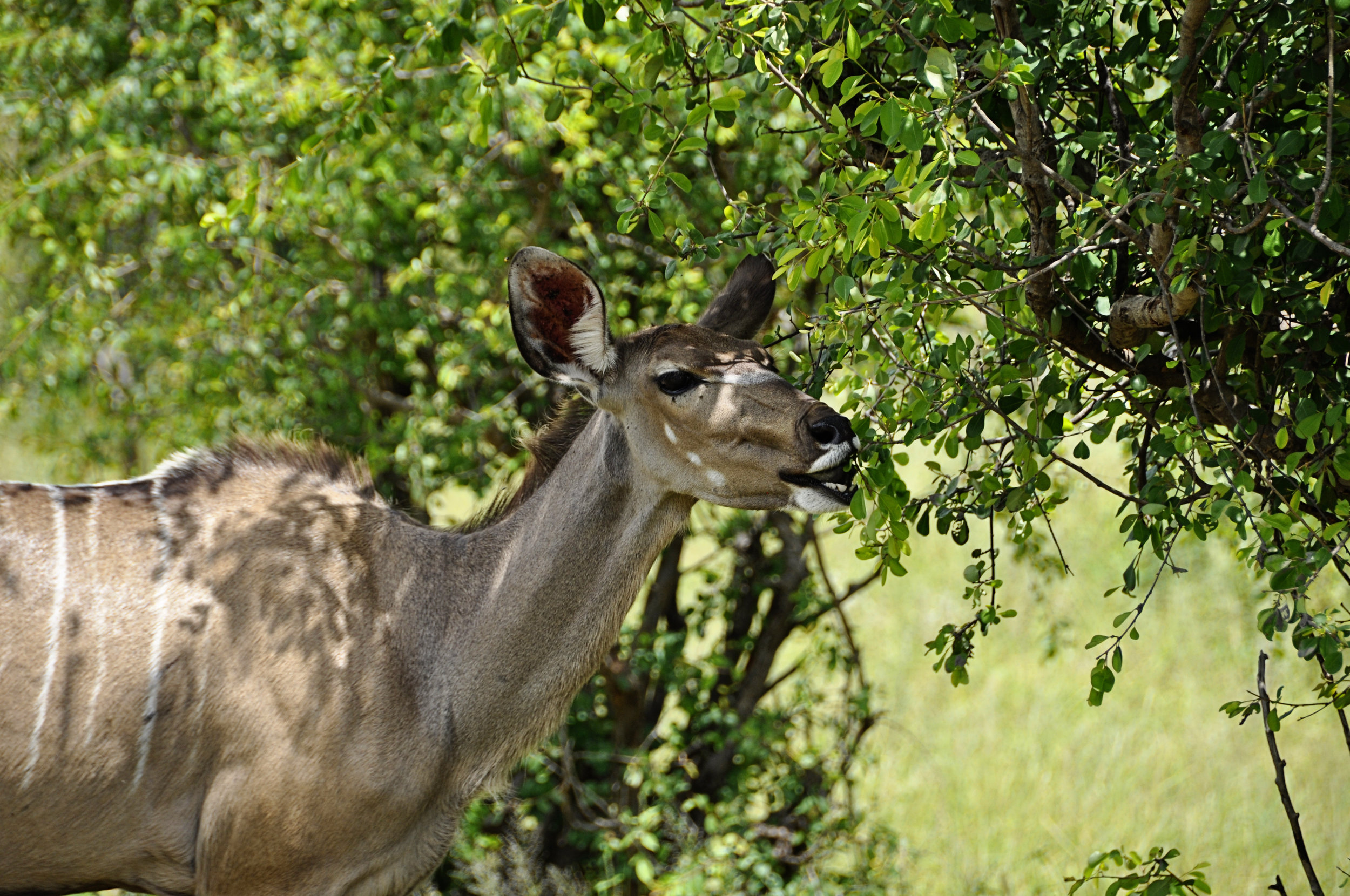 Africa-Botswana-116.jpg