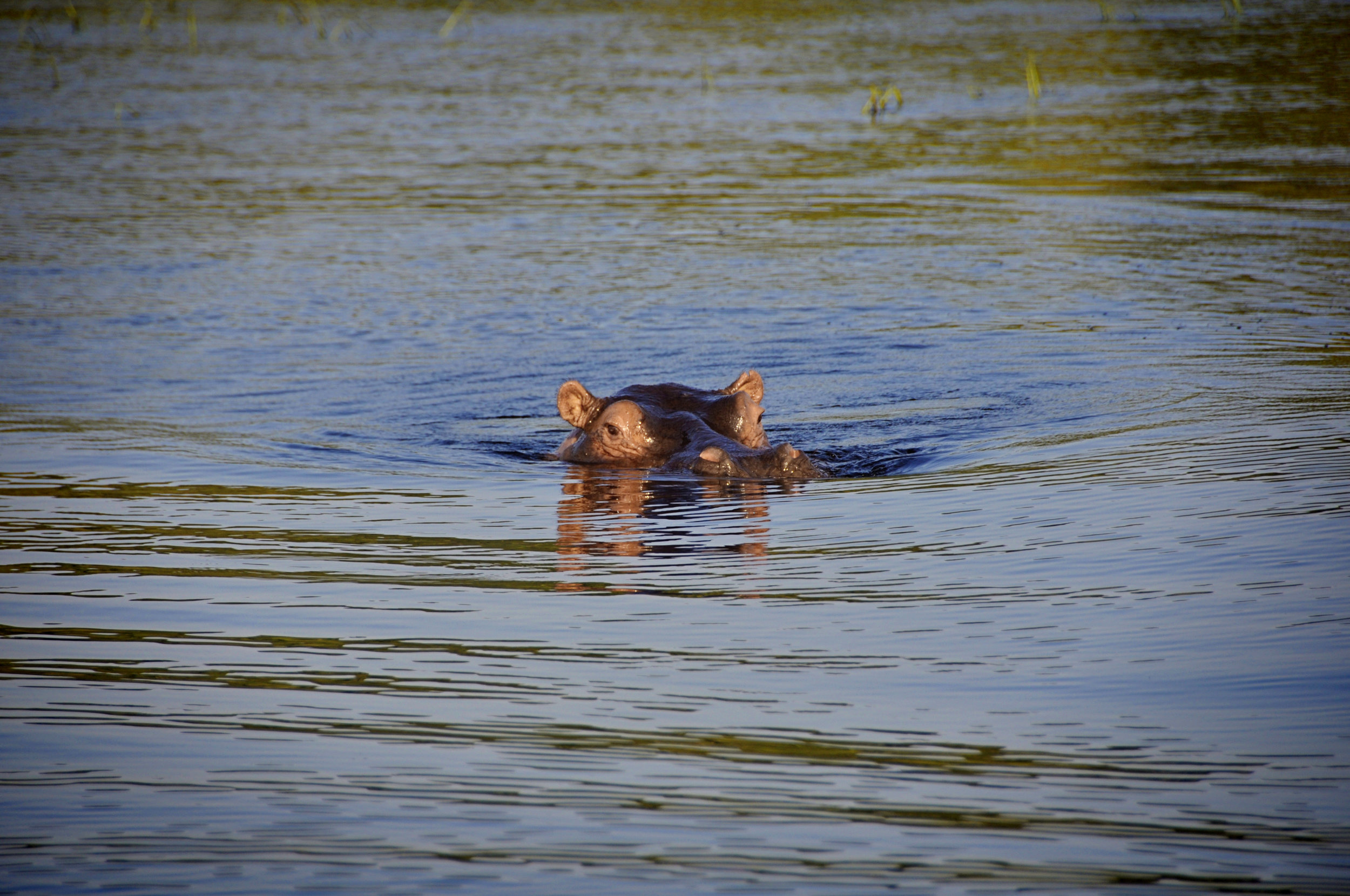 Africa-Botswana-119.jpg