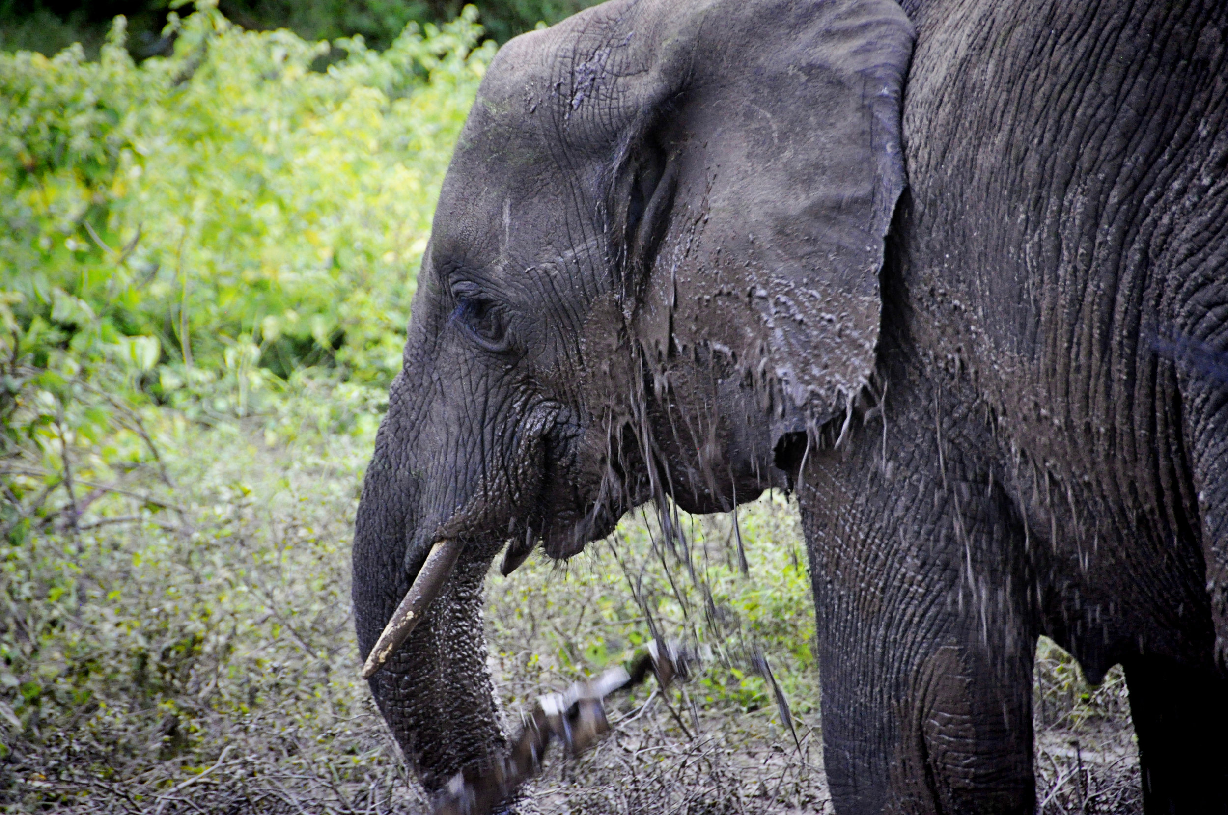 Africa-Botswana-20.jpg