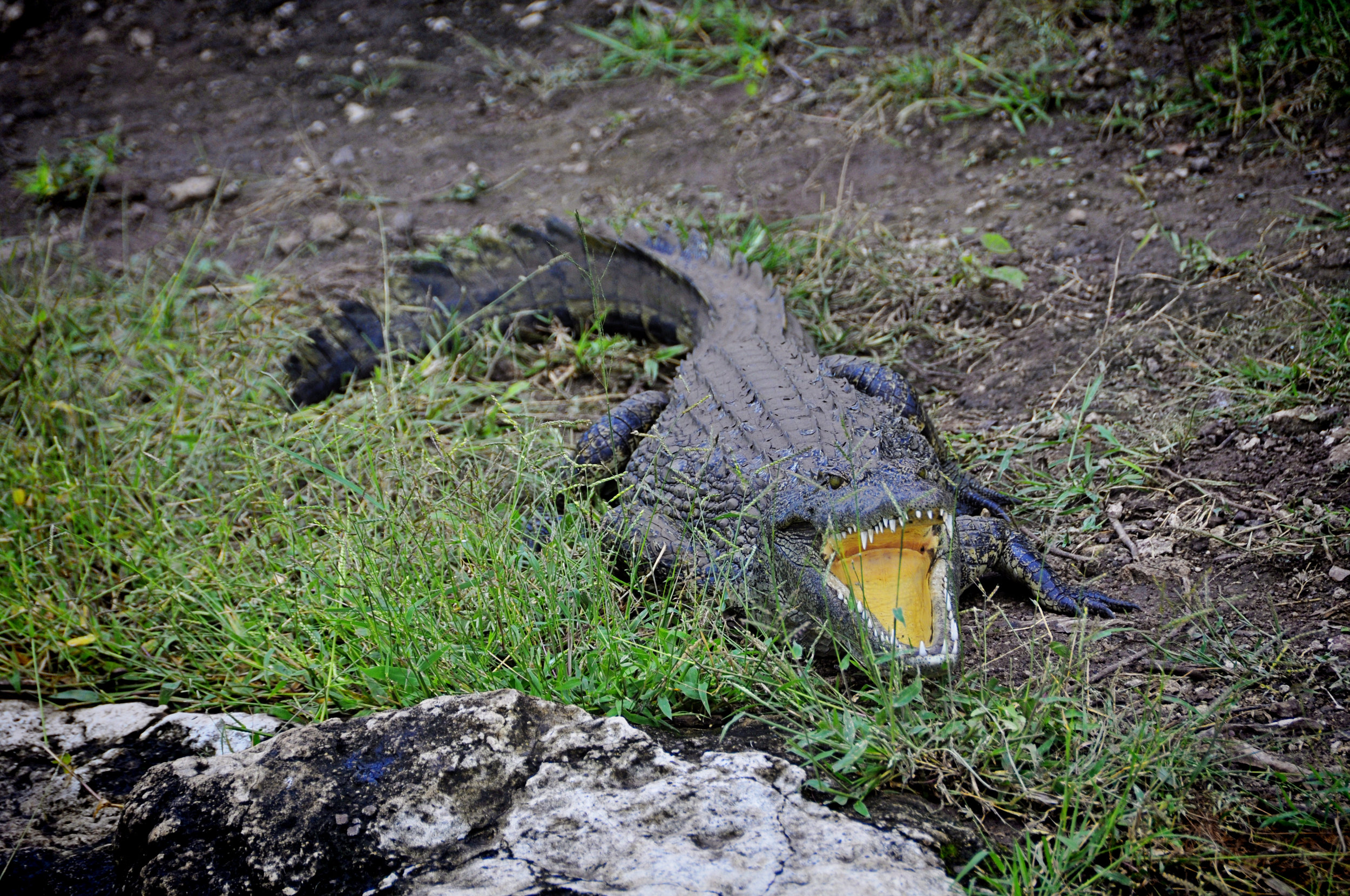 Africa-Botswana-25.jpg