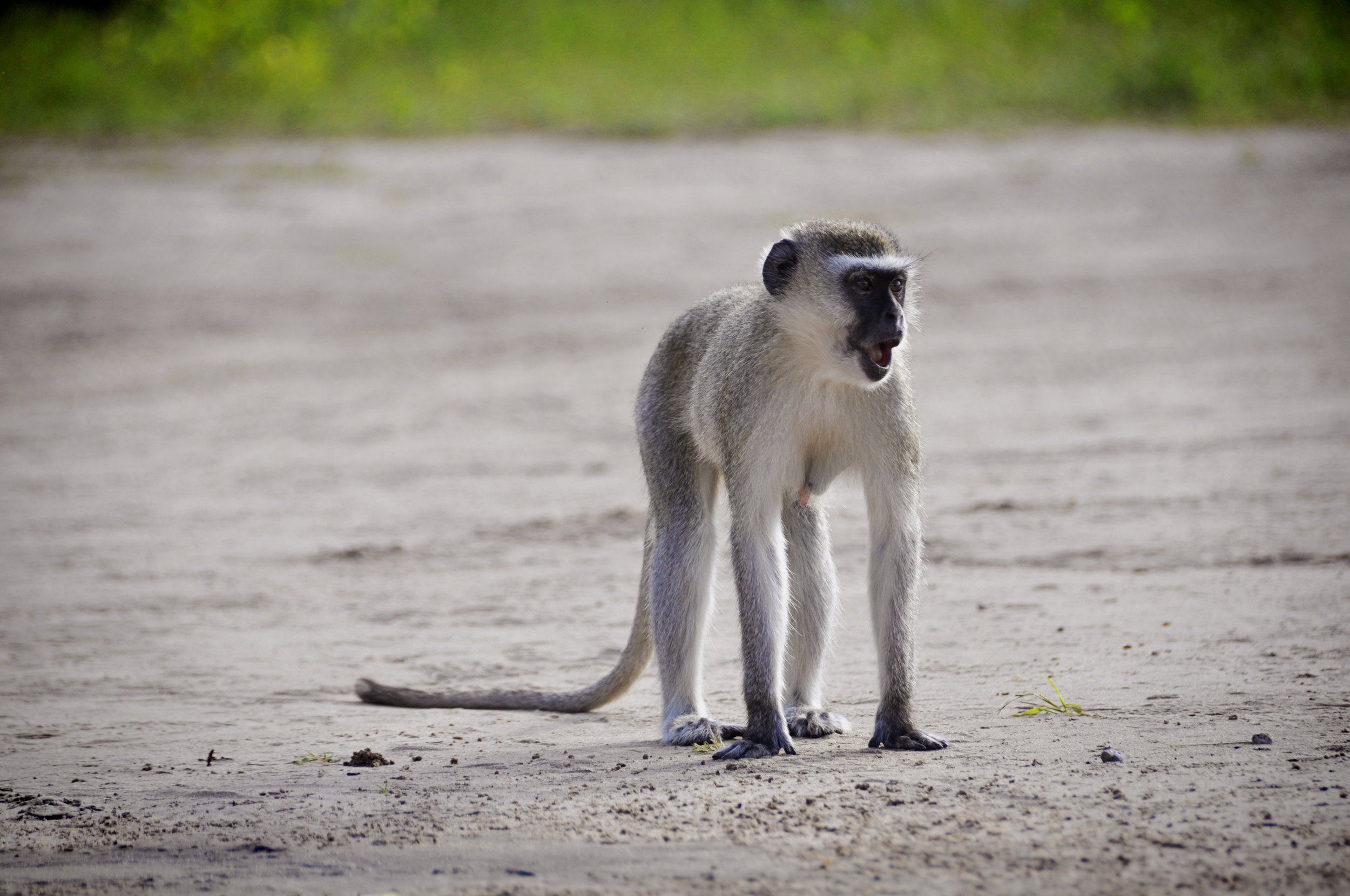 Africa-Botswana-85.jpg