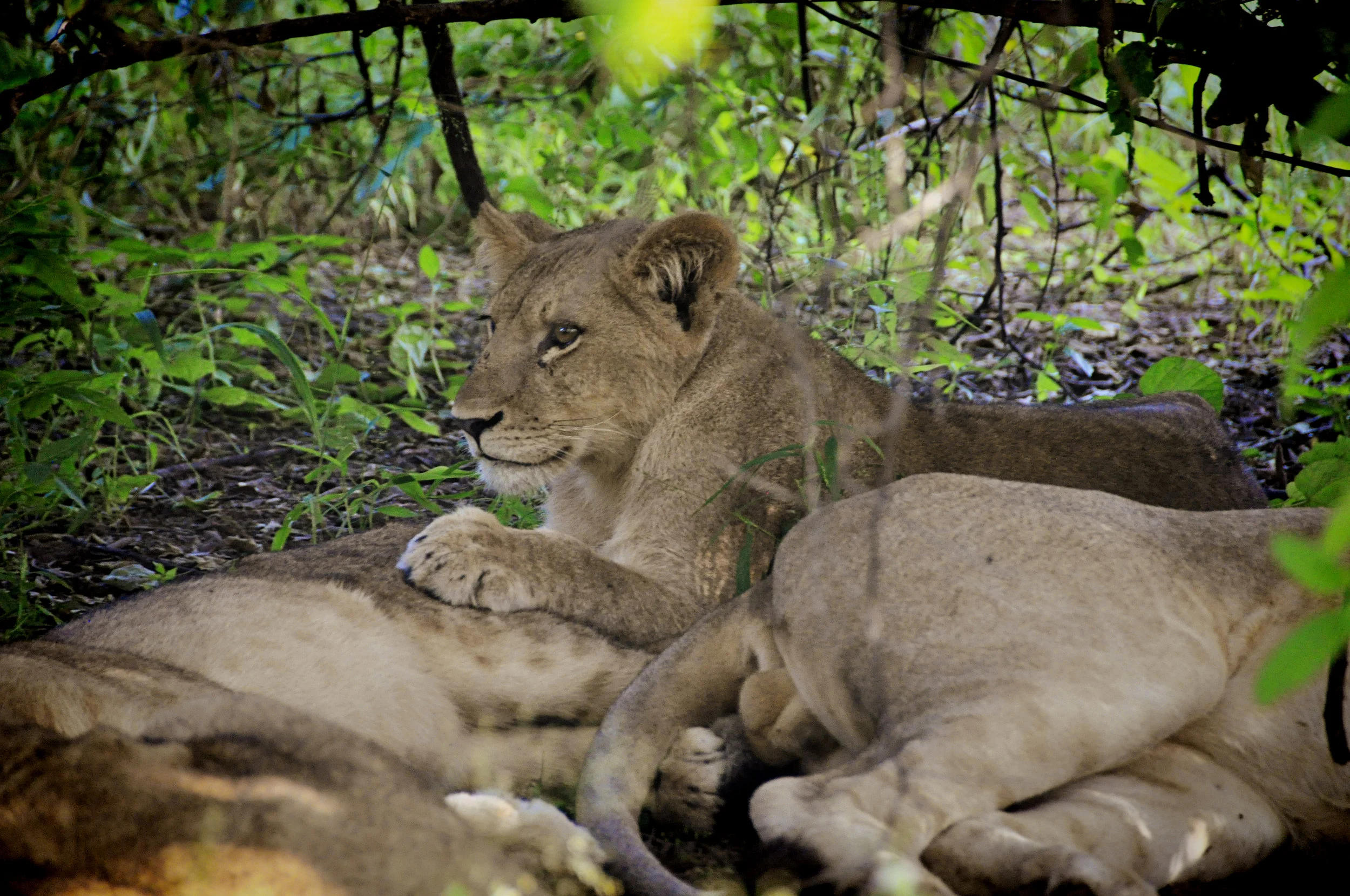 Africa-Botswana-145.jpg