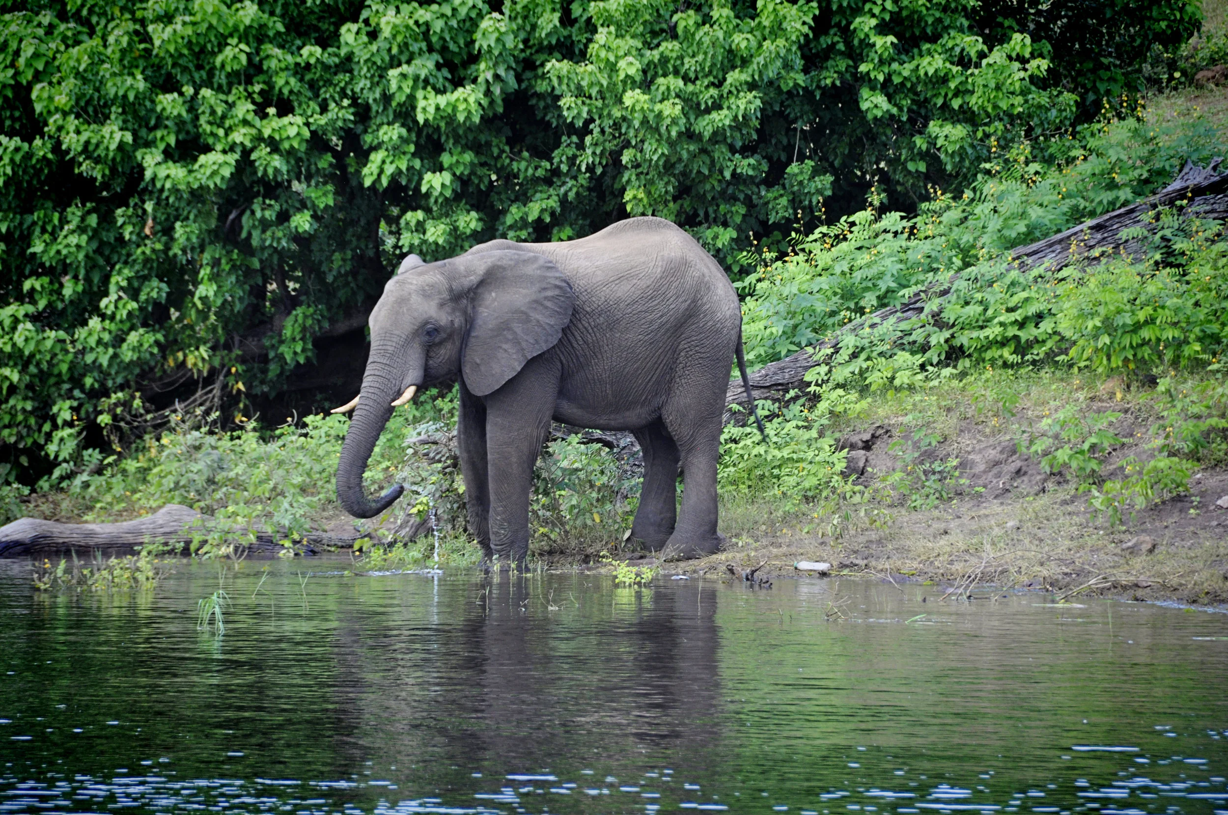 Africa-Botswana-33.jpg