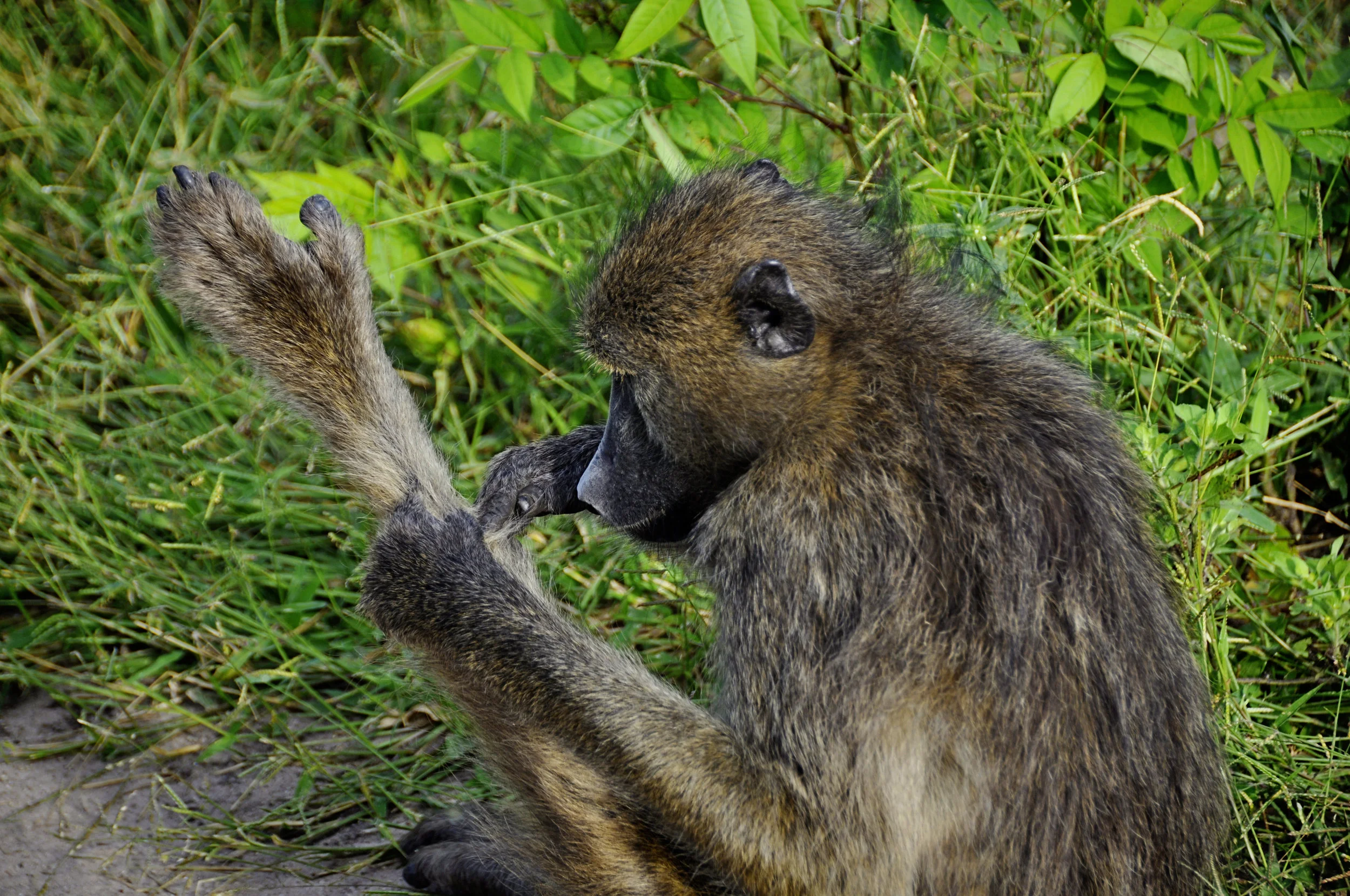 Africa-Botswana-80.jpg