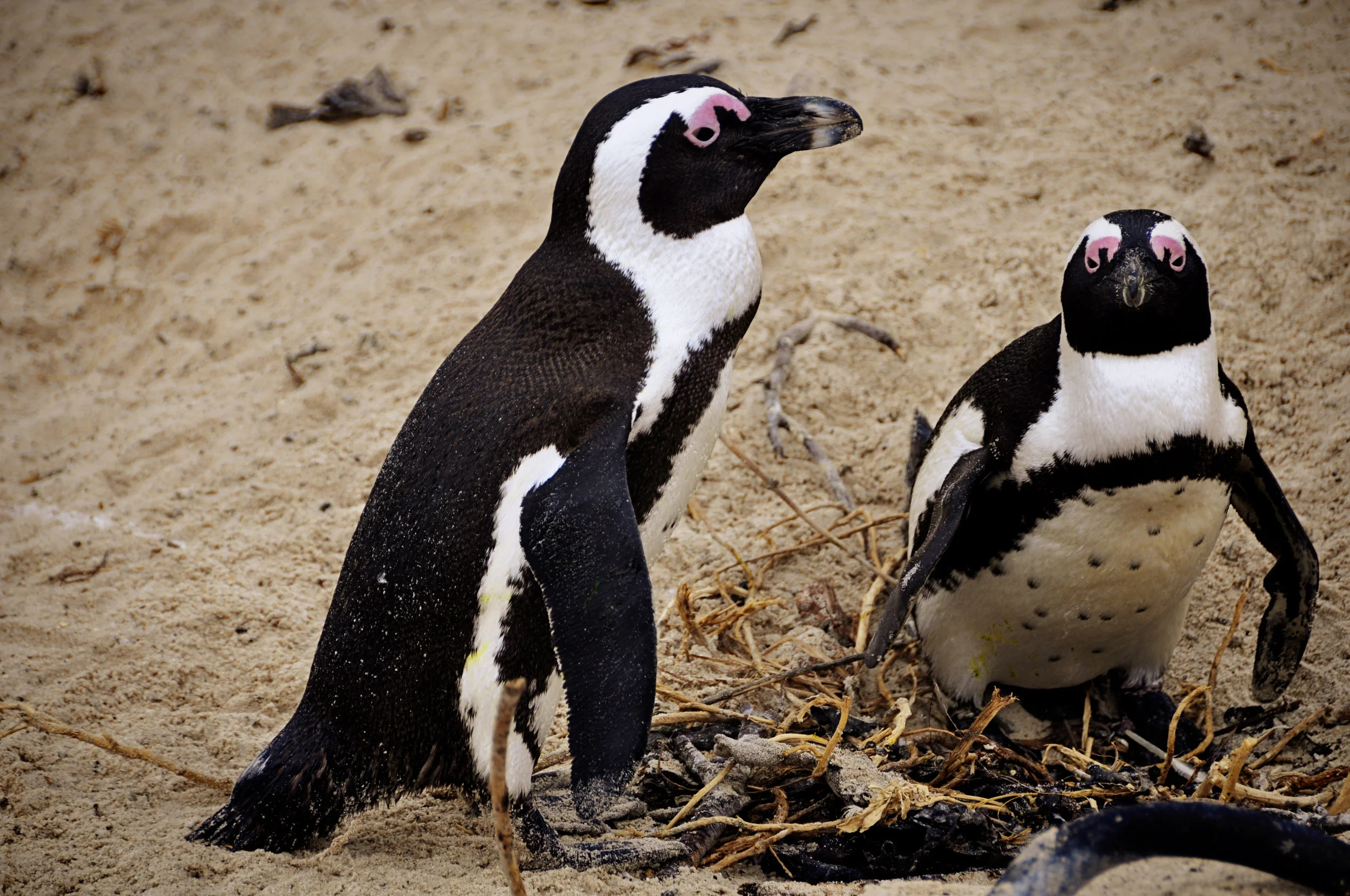 Africa-CapeTown20.jpg