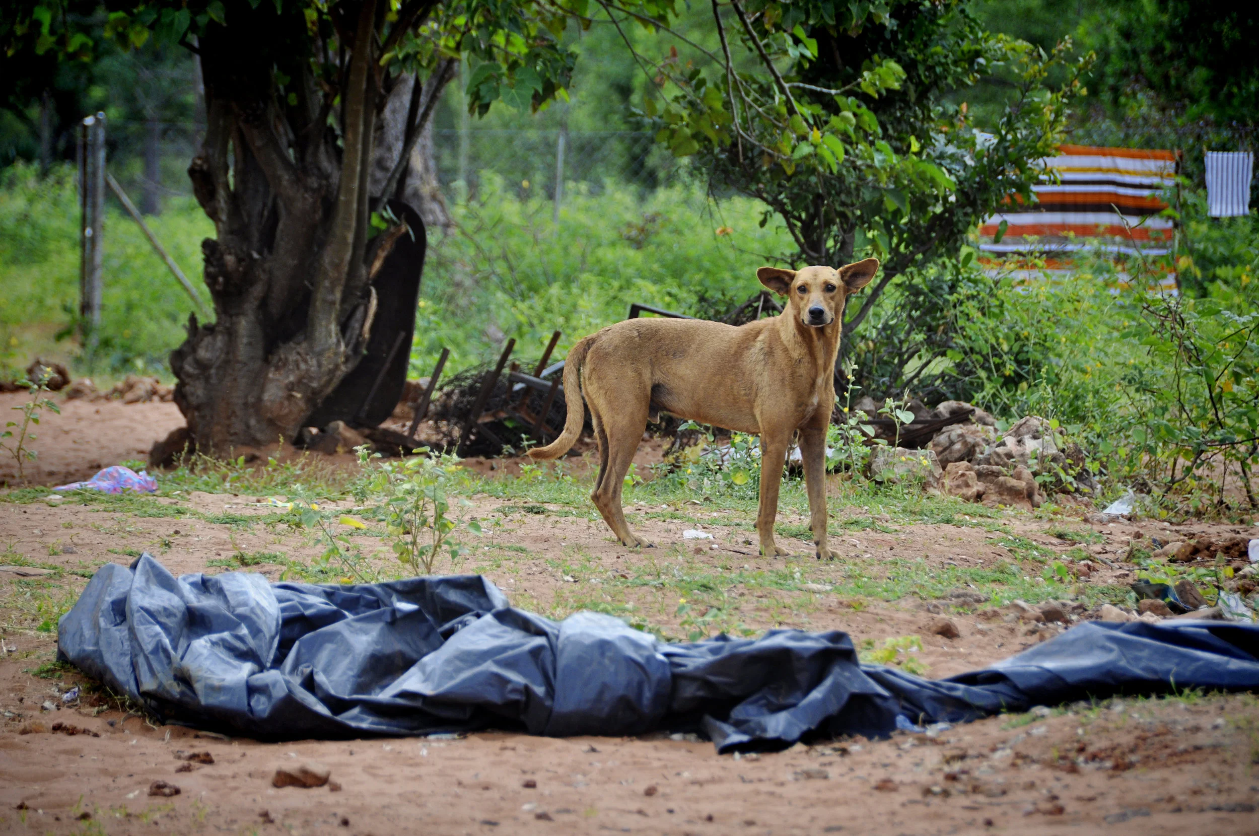 Africa-Zimbabwe-55.jpg