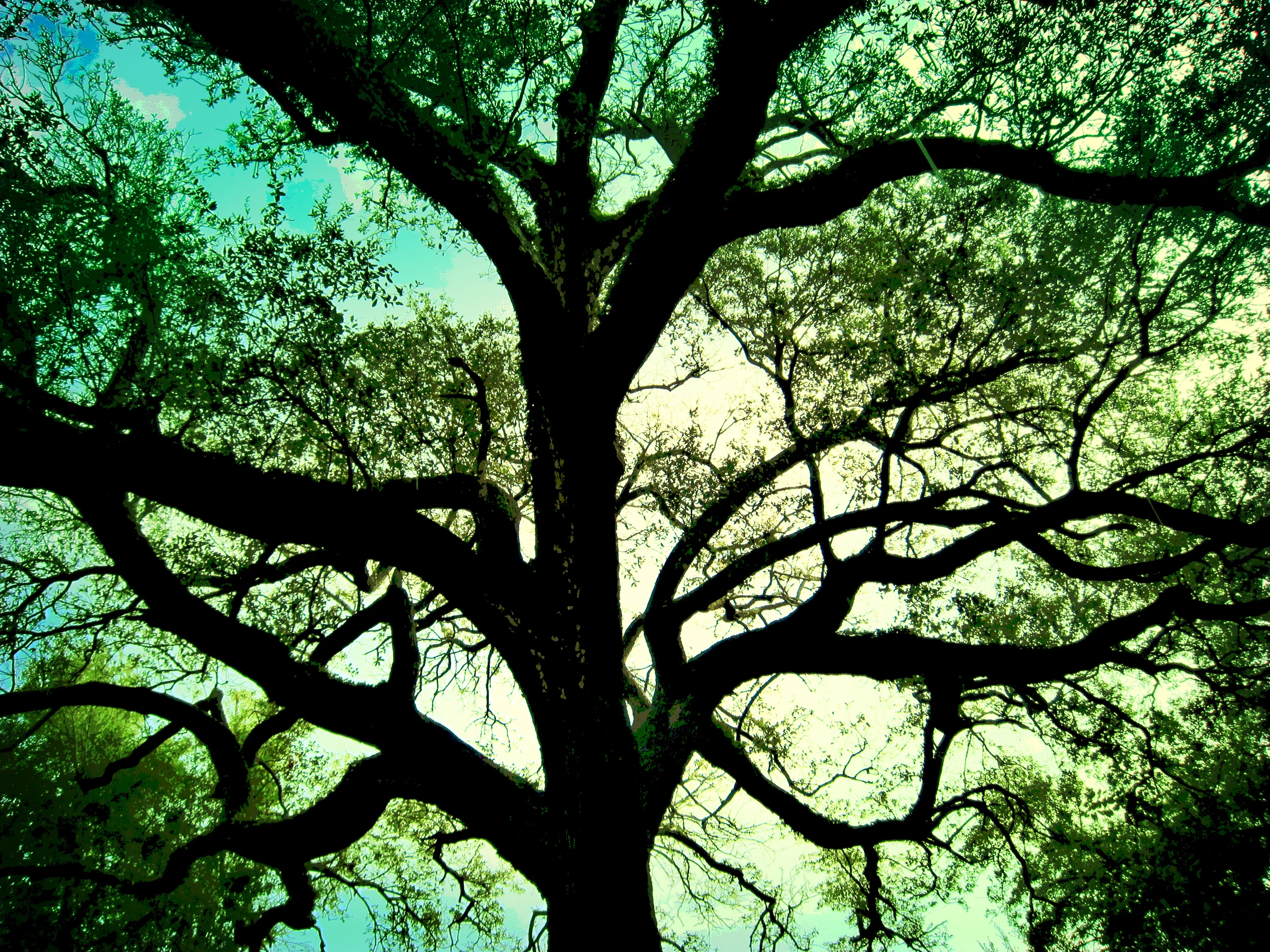 A Tree in New Orleans