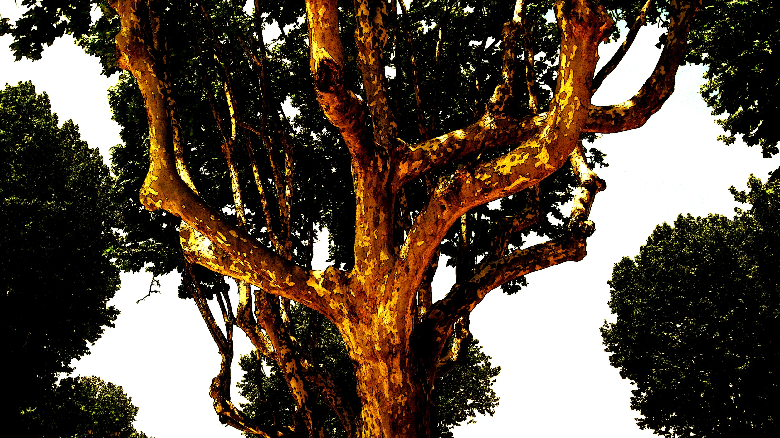 The Sycamores