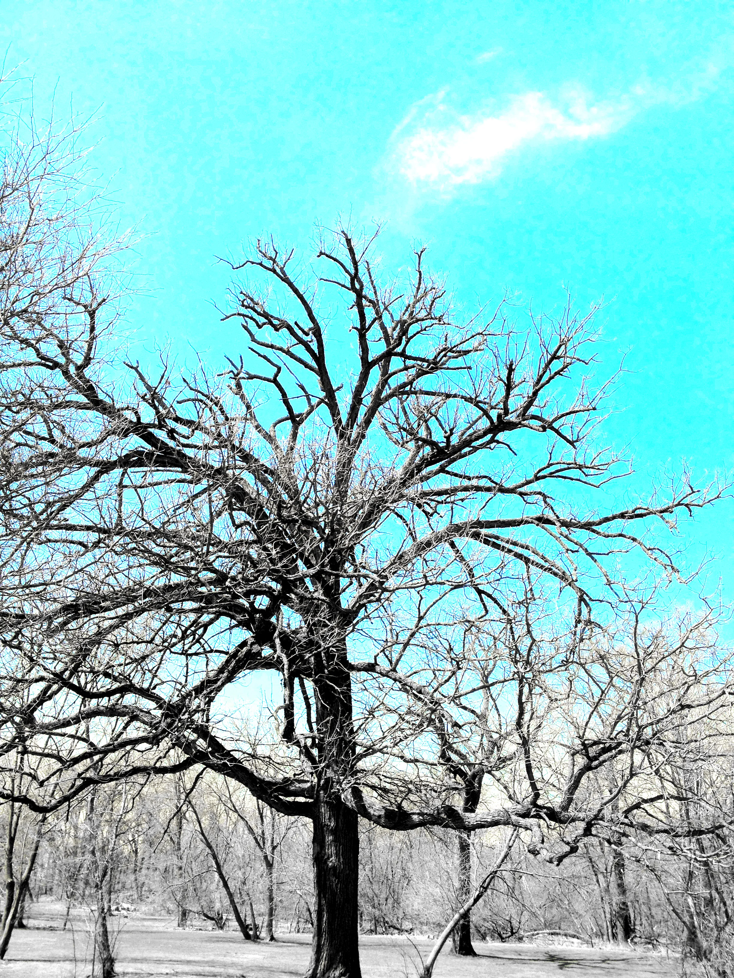 Cloud & Tree