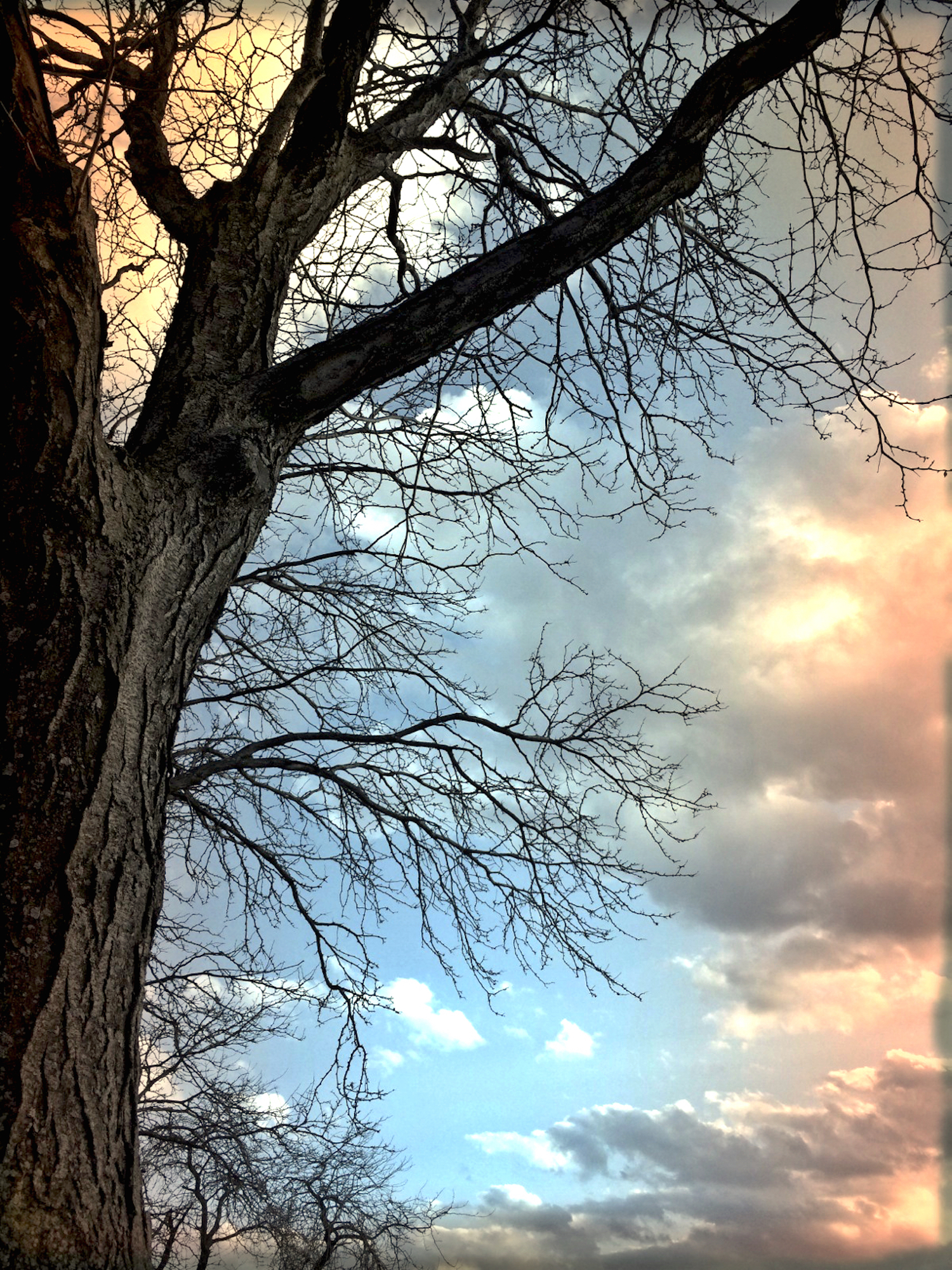 Tree & Sky