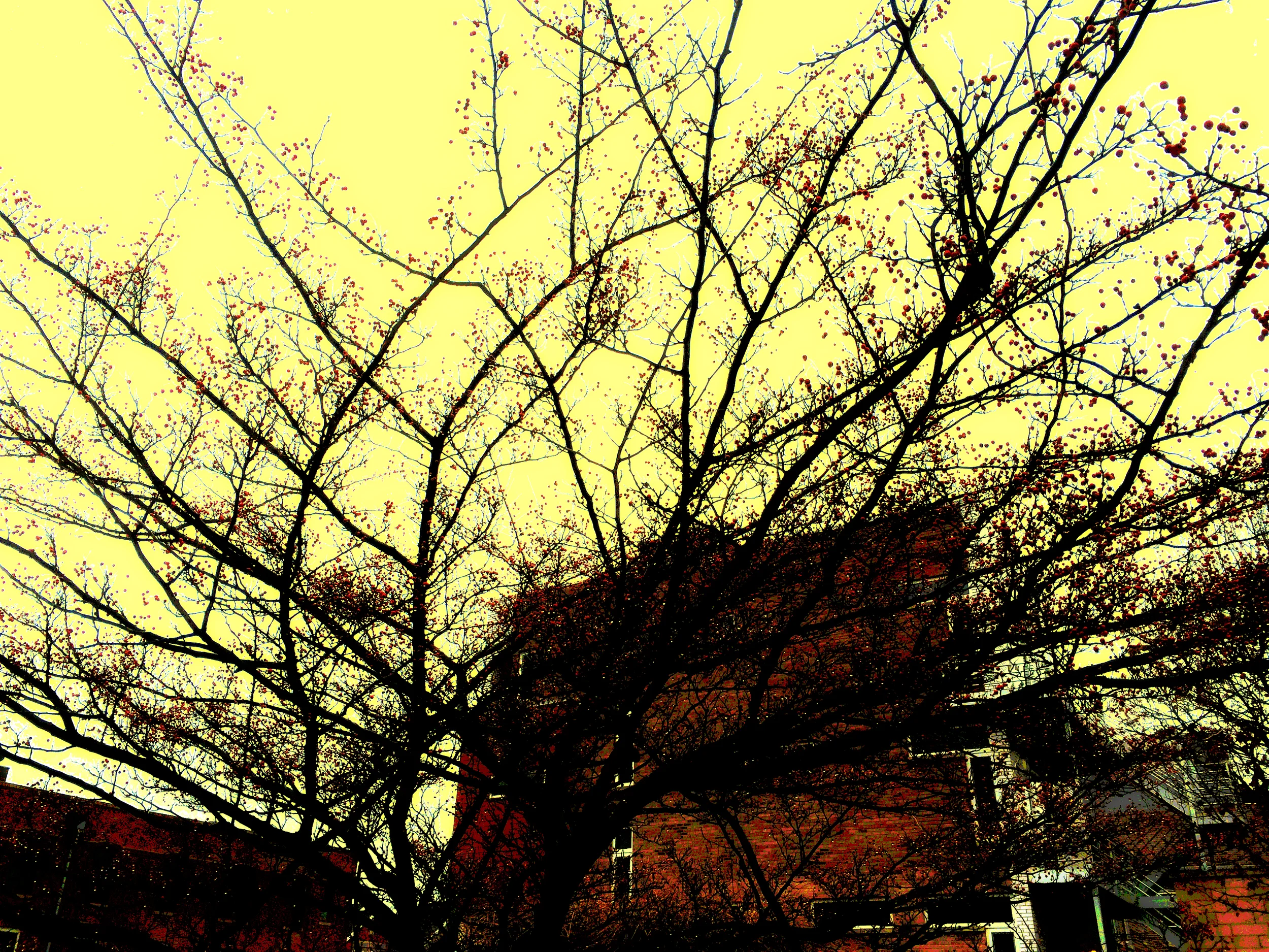 Fan of Branches