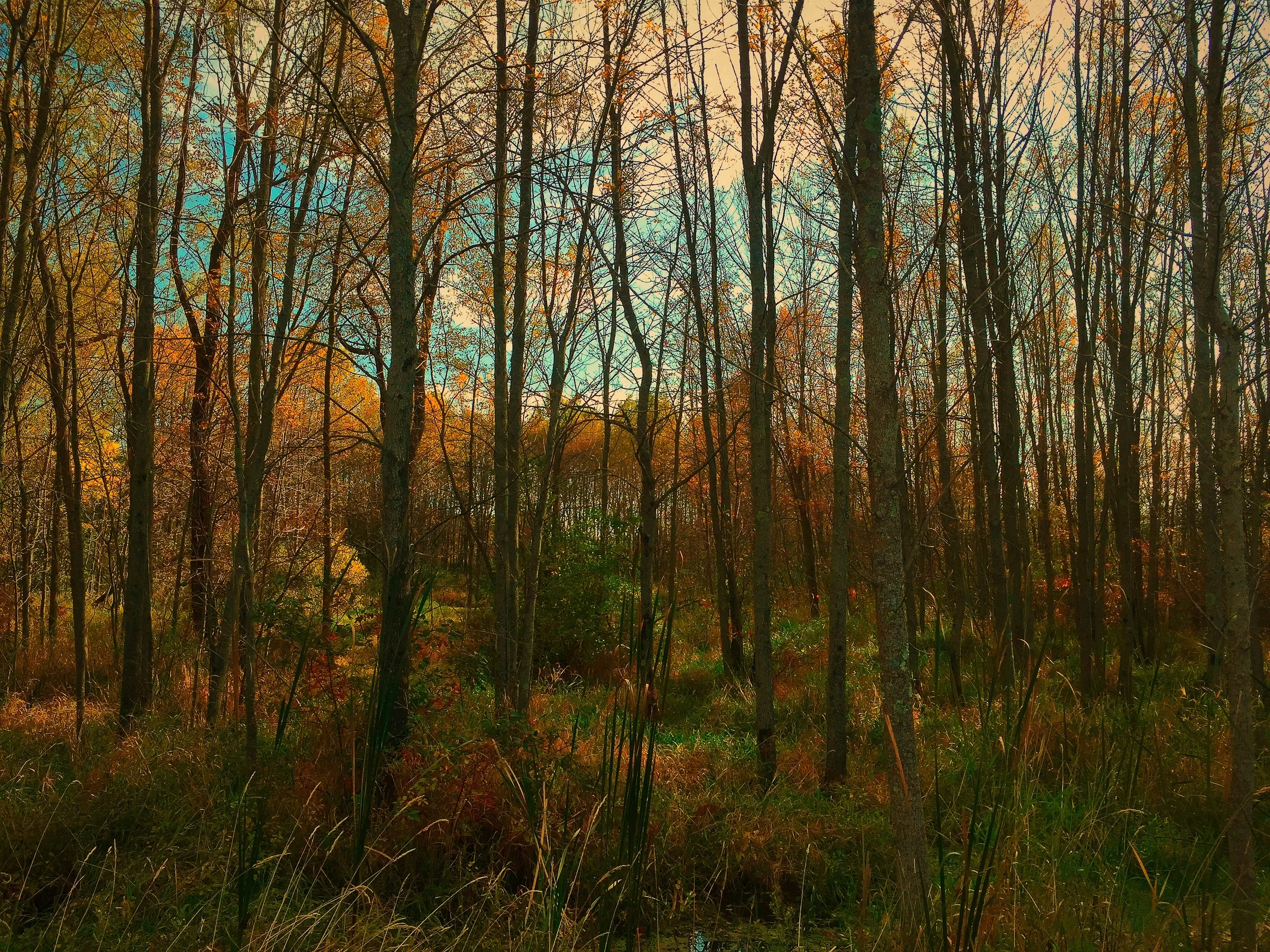Fall