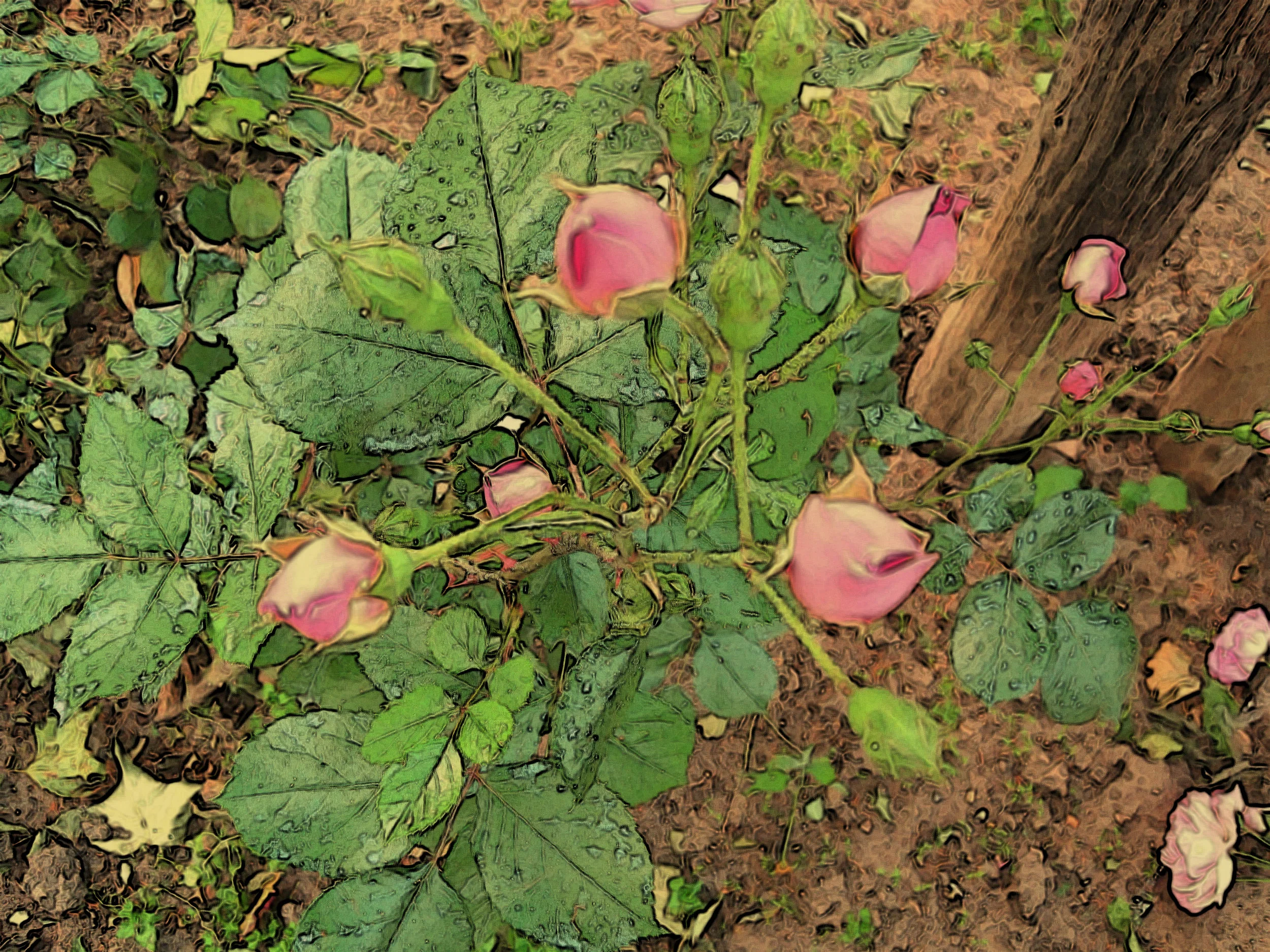 Des roses