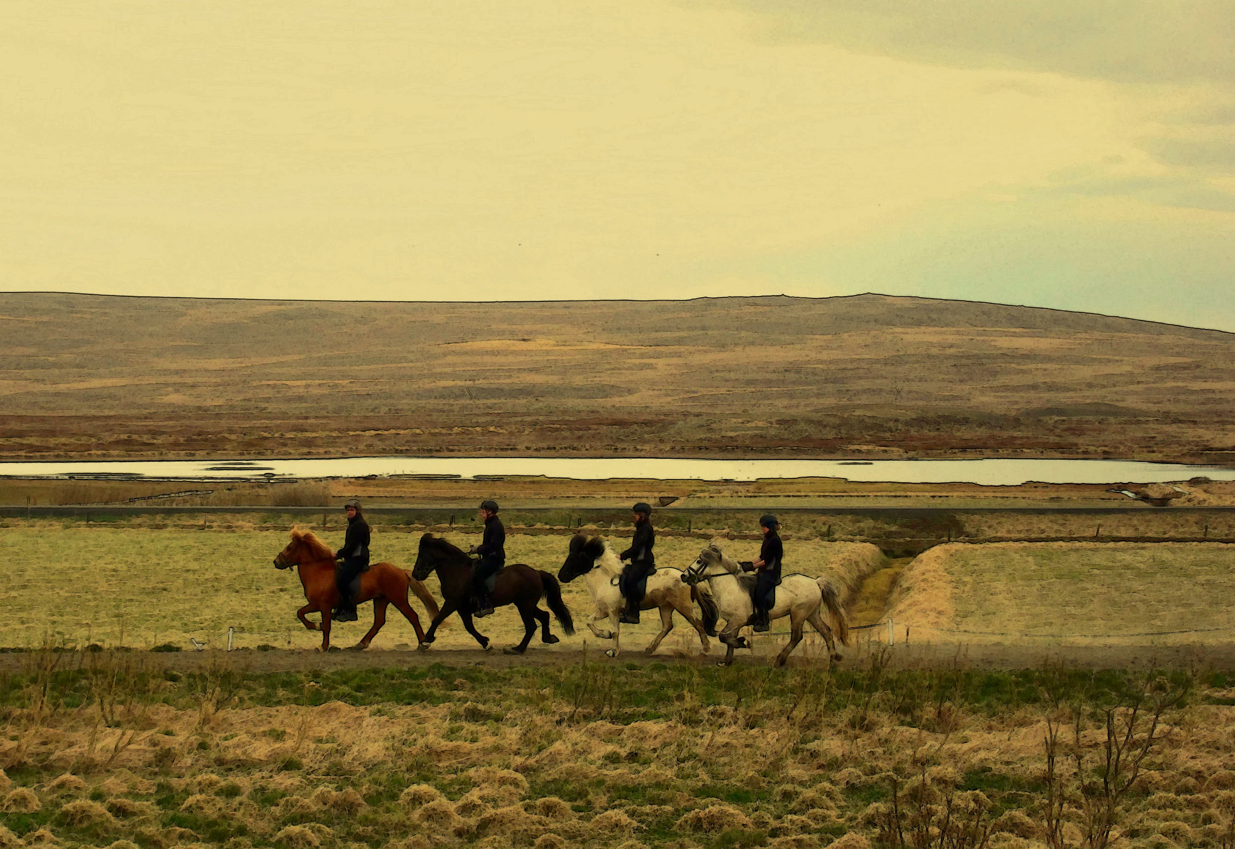 Icelandic Horses that Tolt, Gauksmýri
