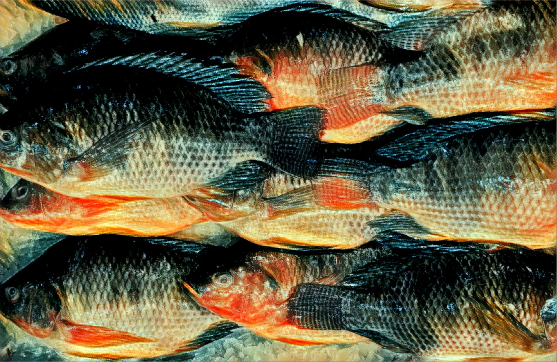 The Fish Scream