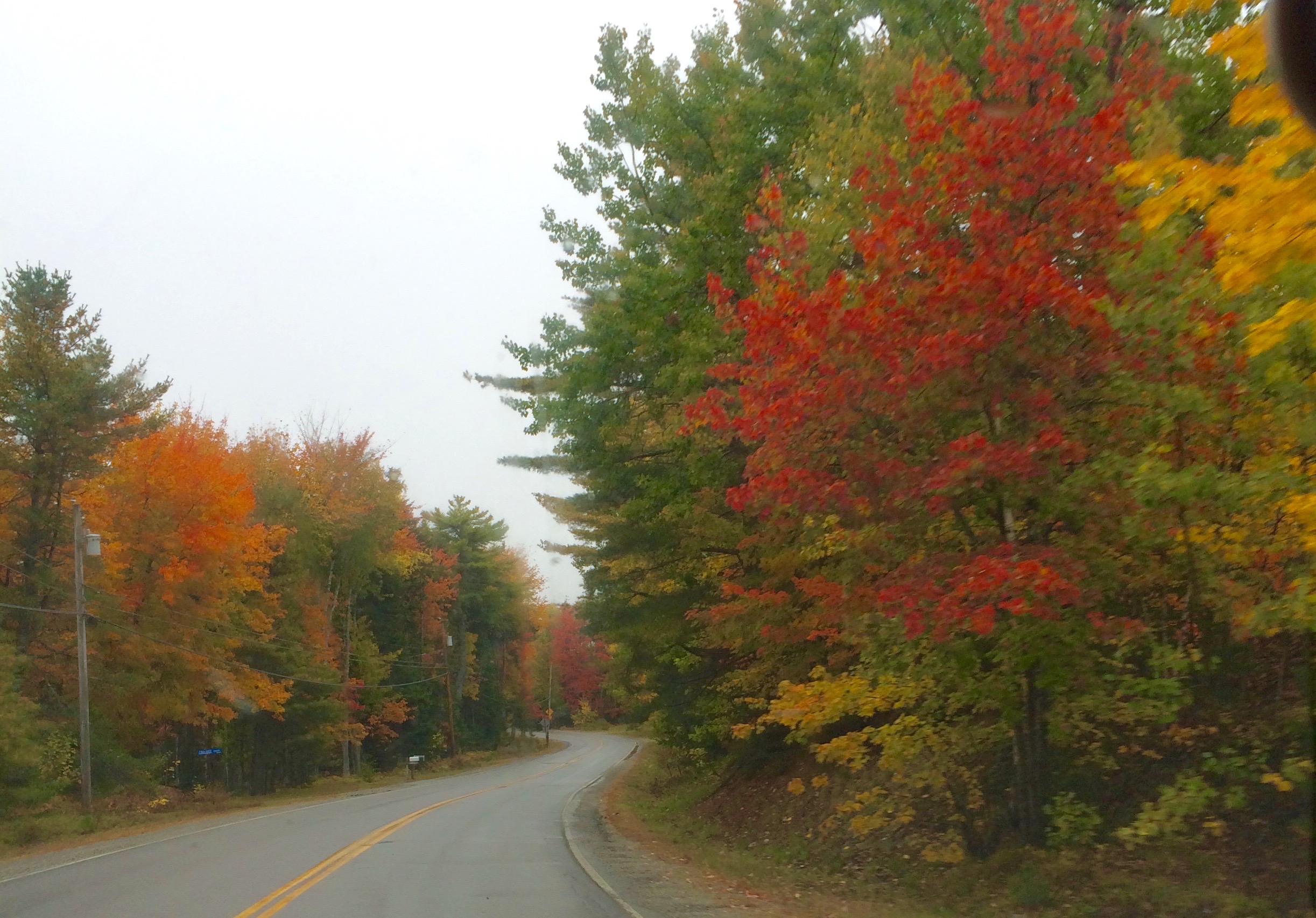 Gray Fall Days