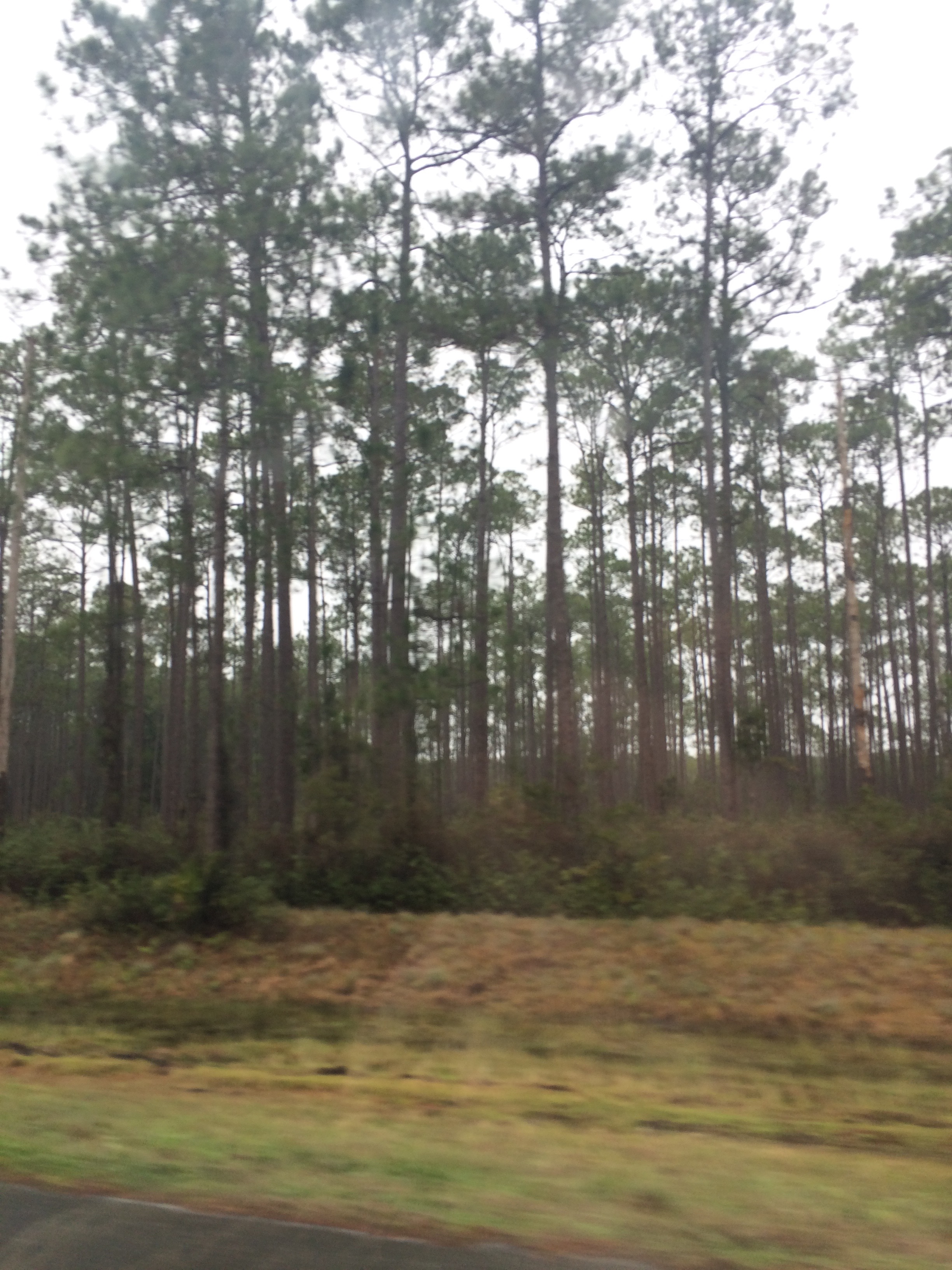 Somewhere in southern Georgia.