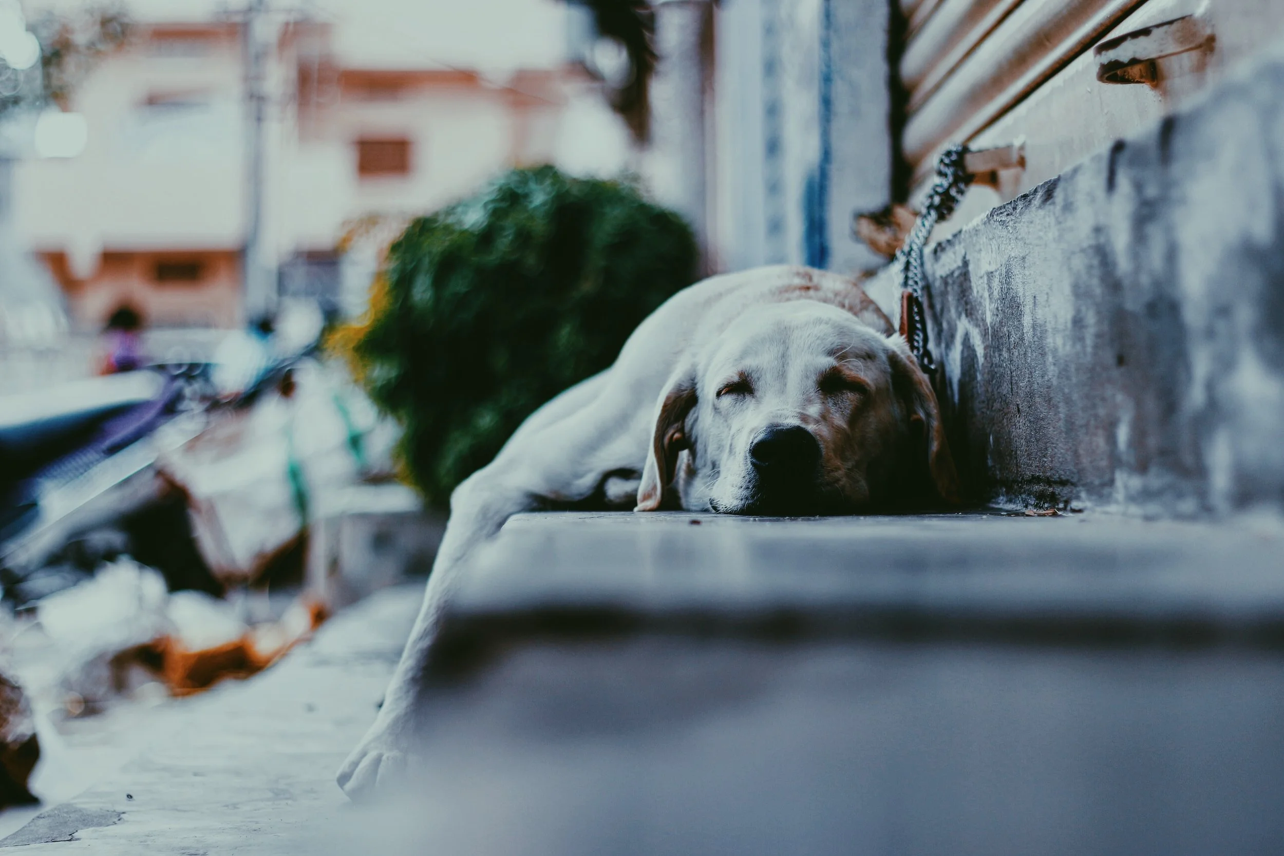 Photo credit: Sashank Saye - Unsplash