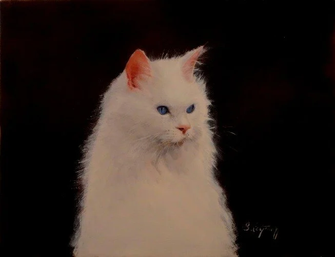 Animal Portraits