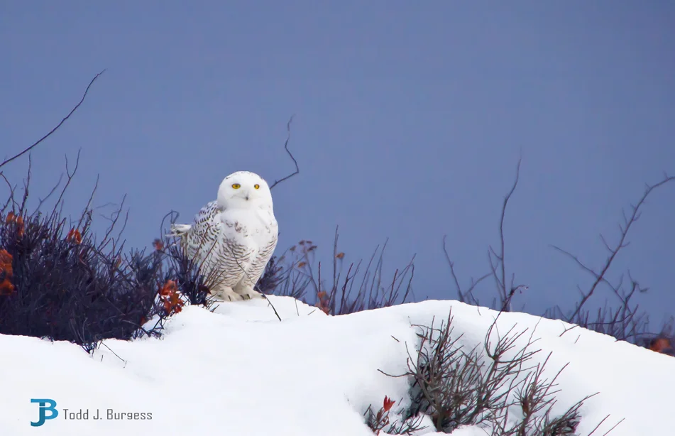 snowy-in-snow-sml.jpg