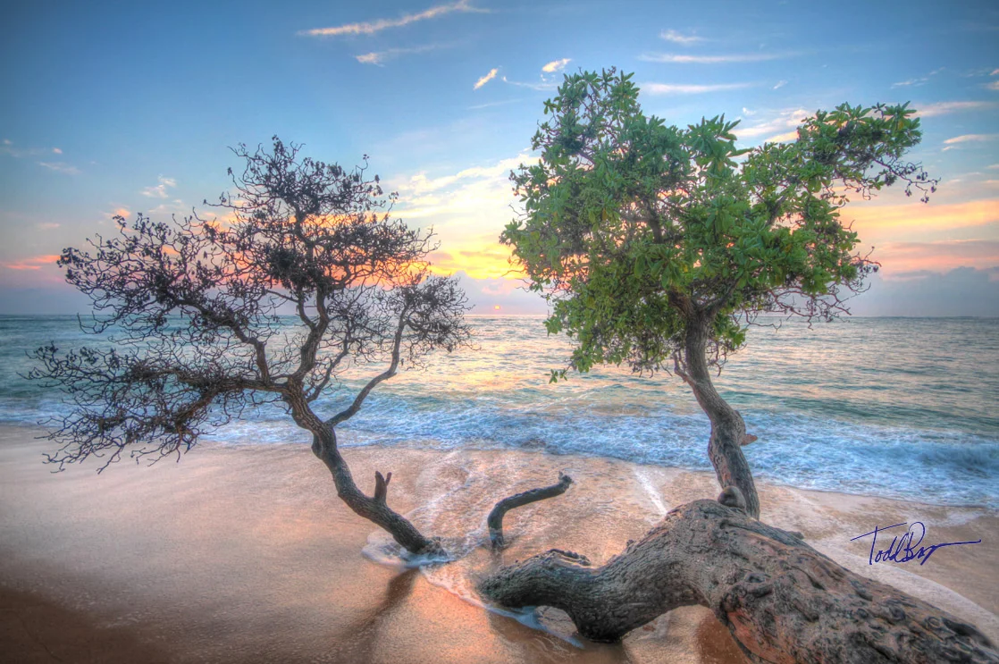 small-tree-water.jpg