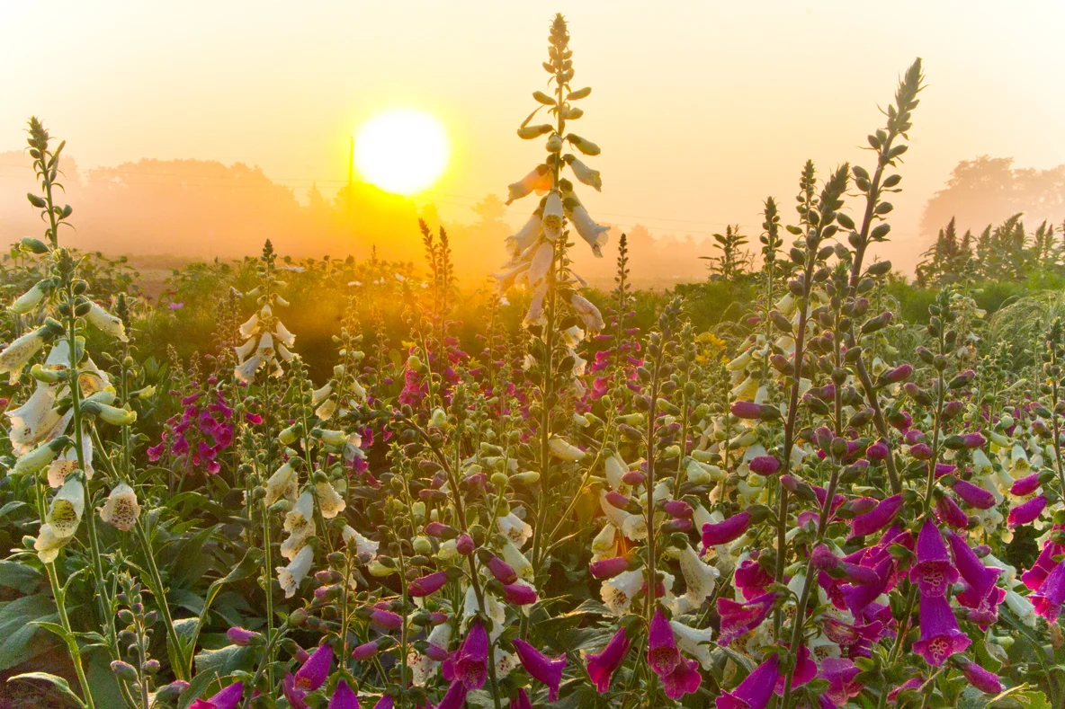 flower-sun-hi-res.jpg