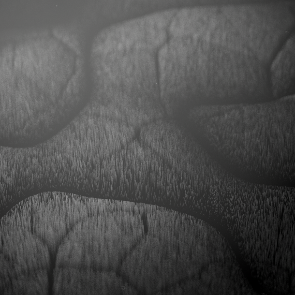 FIBER FRACTALS 3