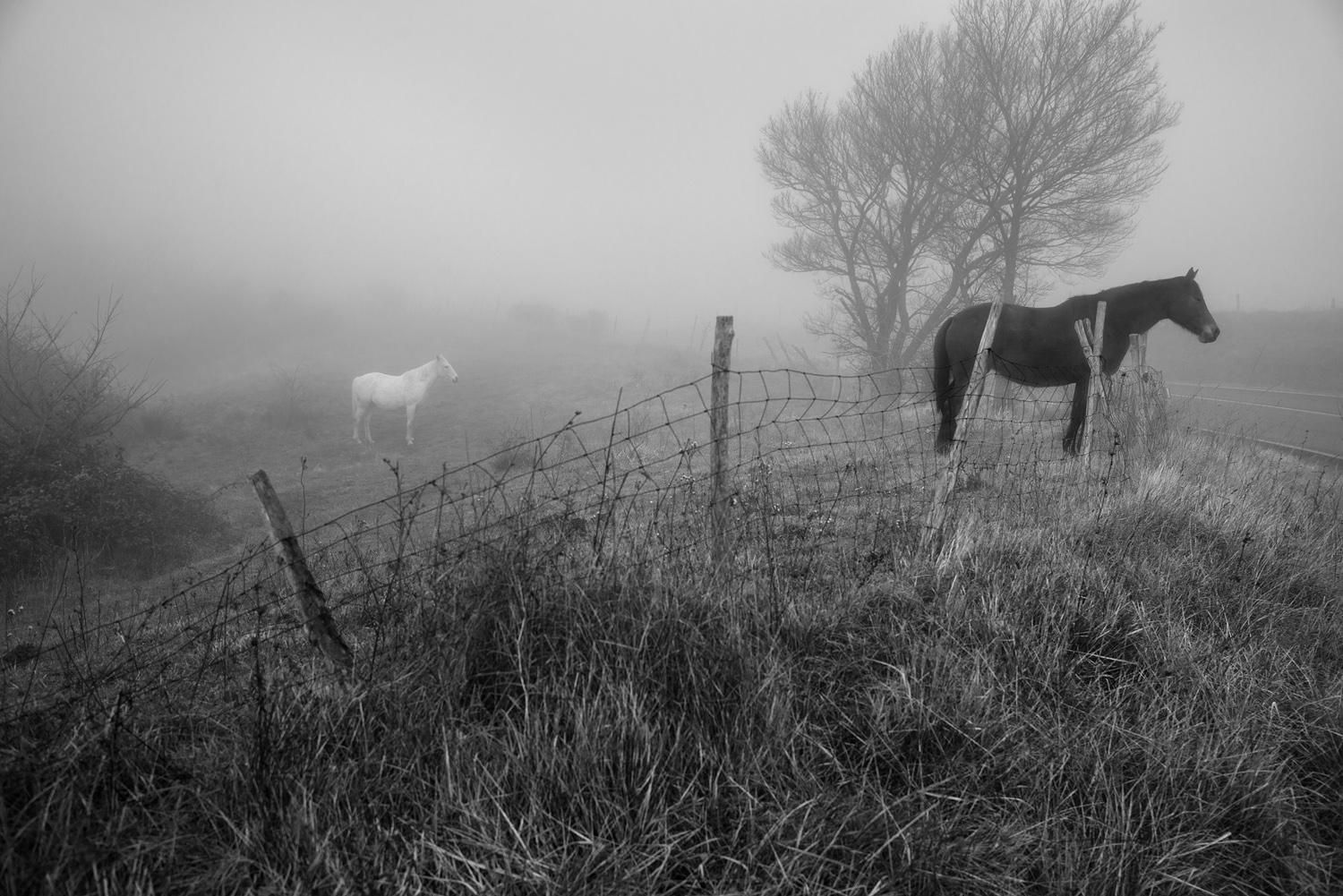 Morning Mist.jpg