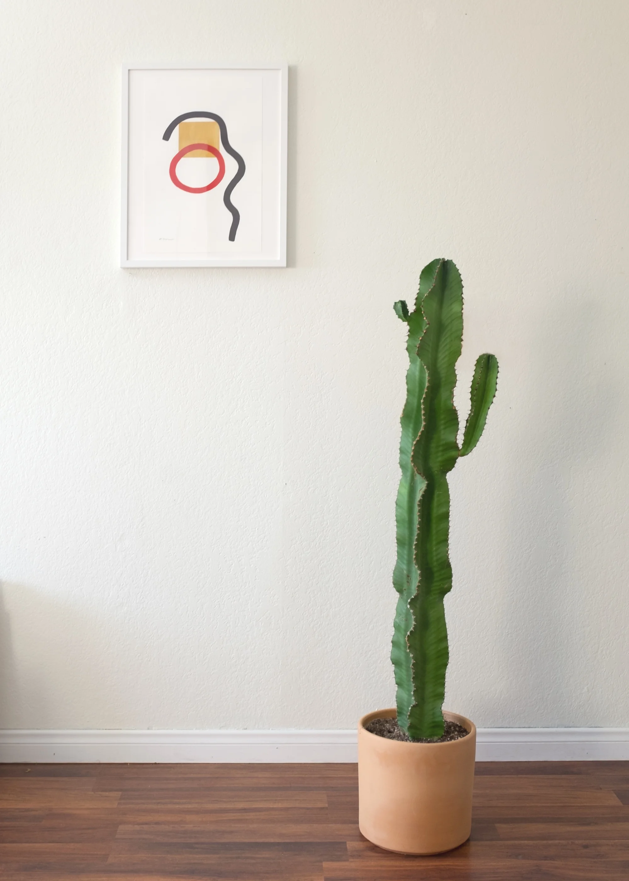 Abstract-KLoreto-Rilassare-Cactus.jpg