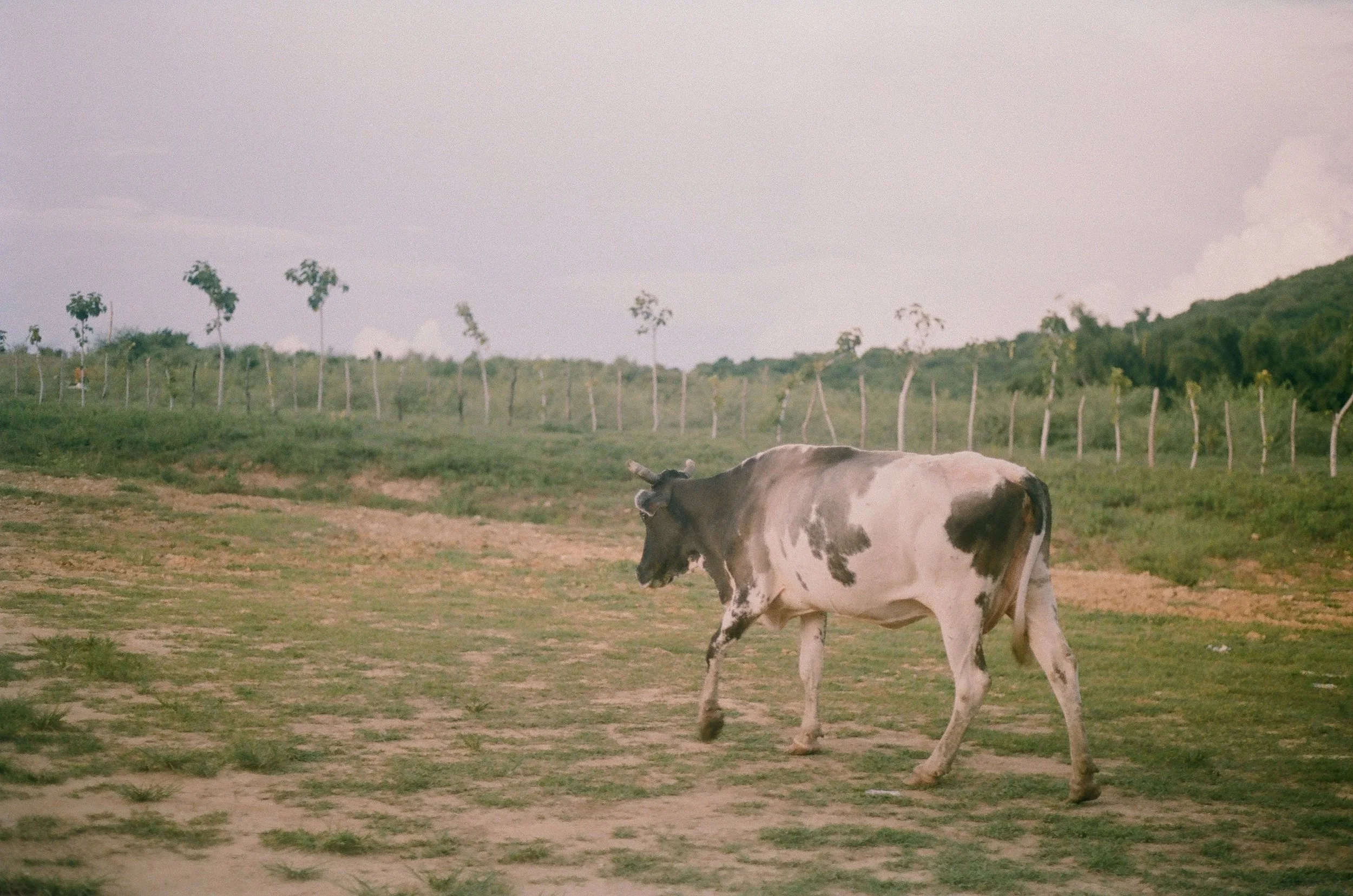 506271_0012.jpg