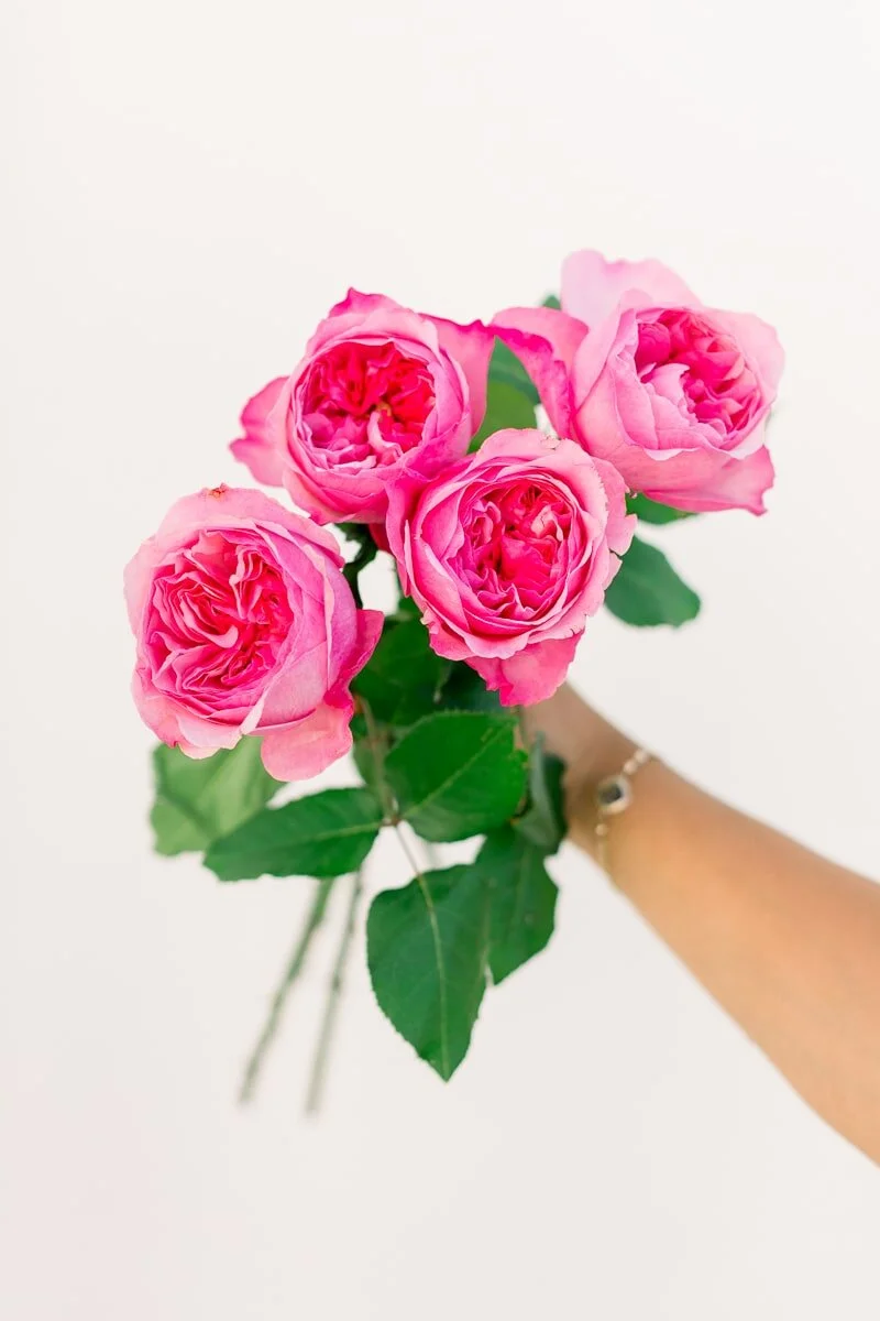 Penelope Pots Summer Brand Session — Lovisa Photo