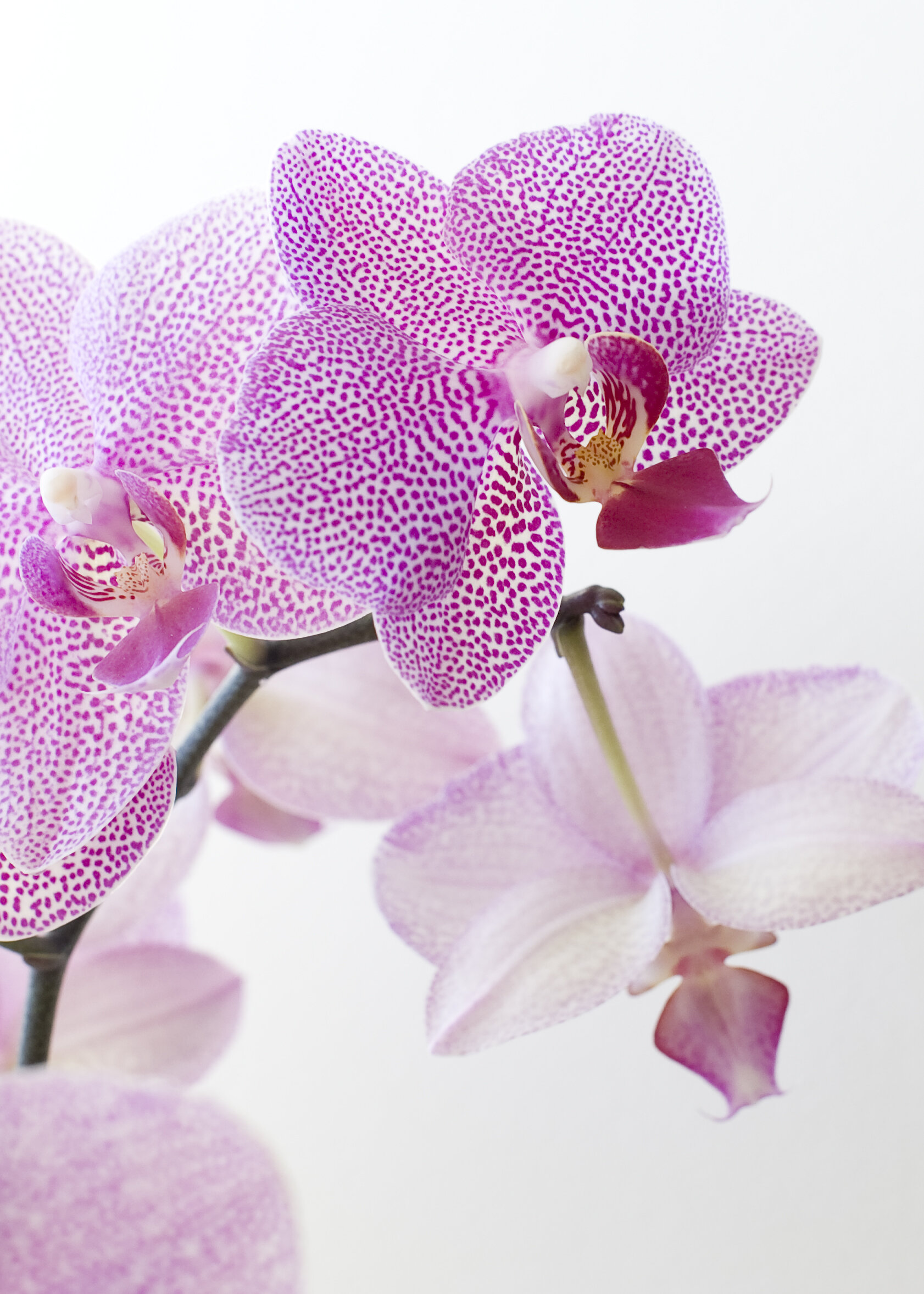 orchid 3.jpg