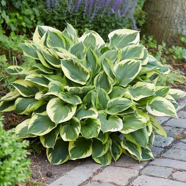 anne hosta.jpg