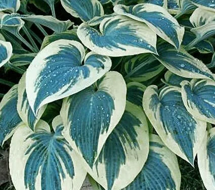 Blue Ivory (Copy)