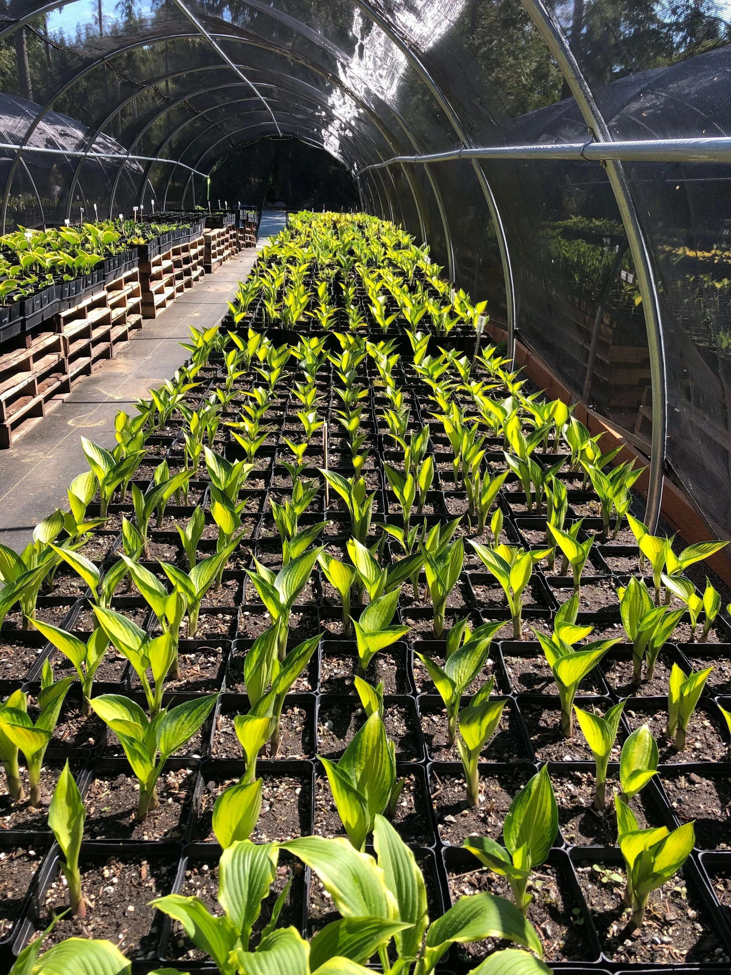 One of the 15 hoop houses that we have housing our hostas.