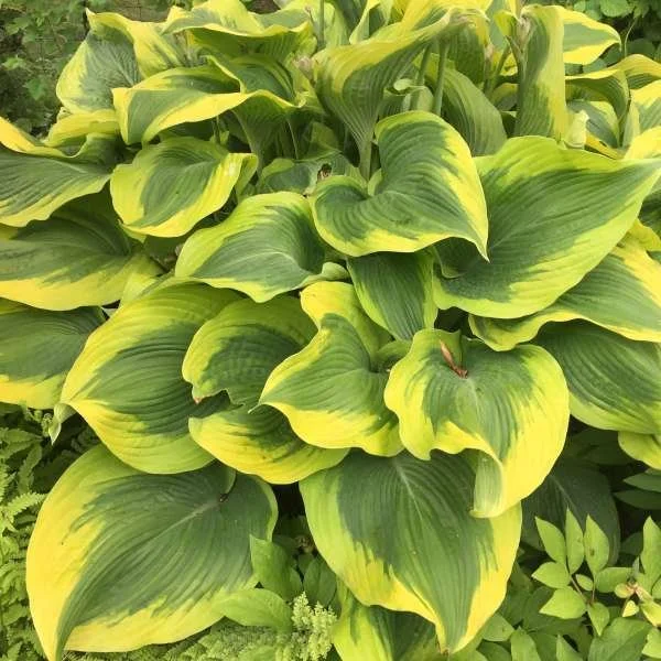 Hostas — moonstruck gardens- 6545 cultus bay rd clinton, whidbey island