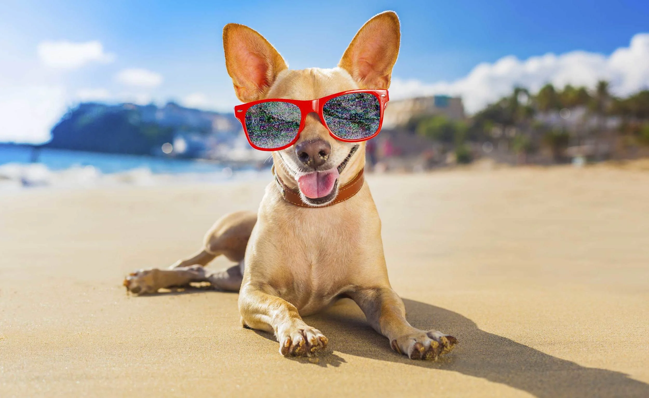 Chihuahua.jpg