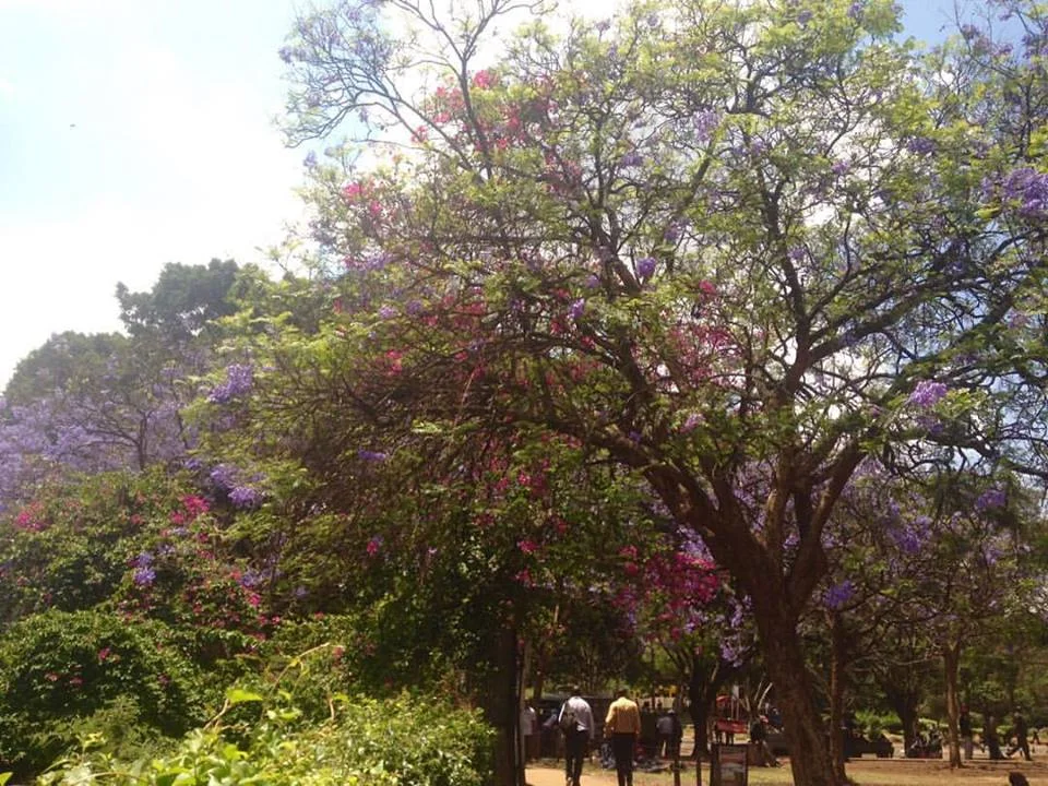 Random acts of beauty