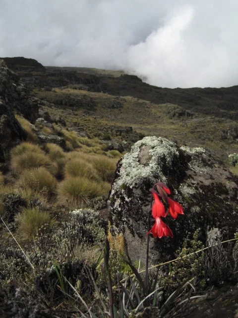 Mount Kenya hike