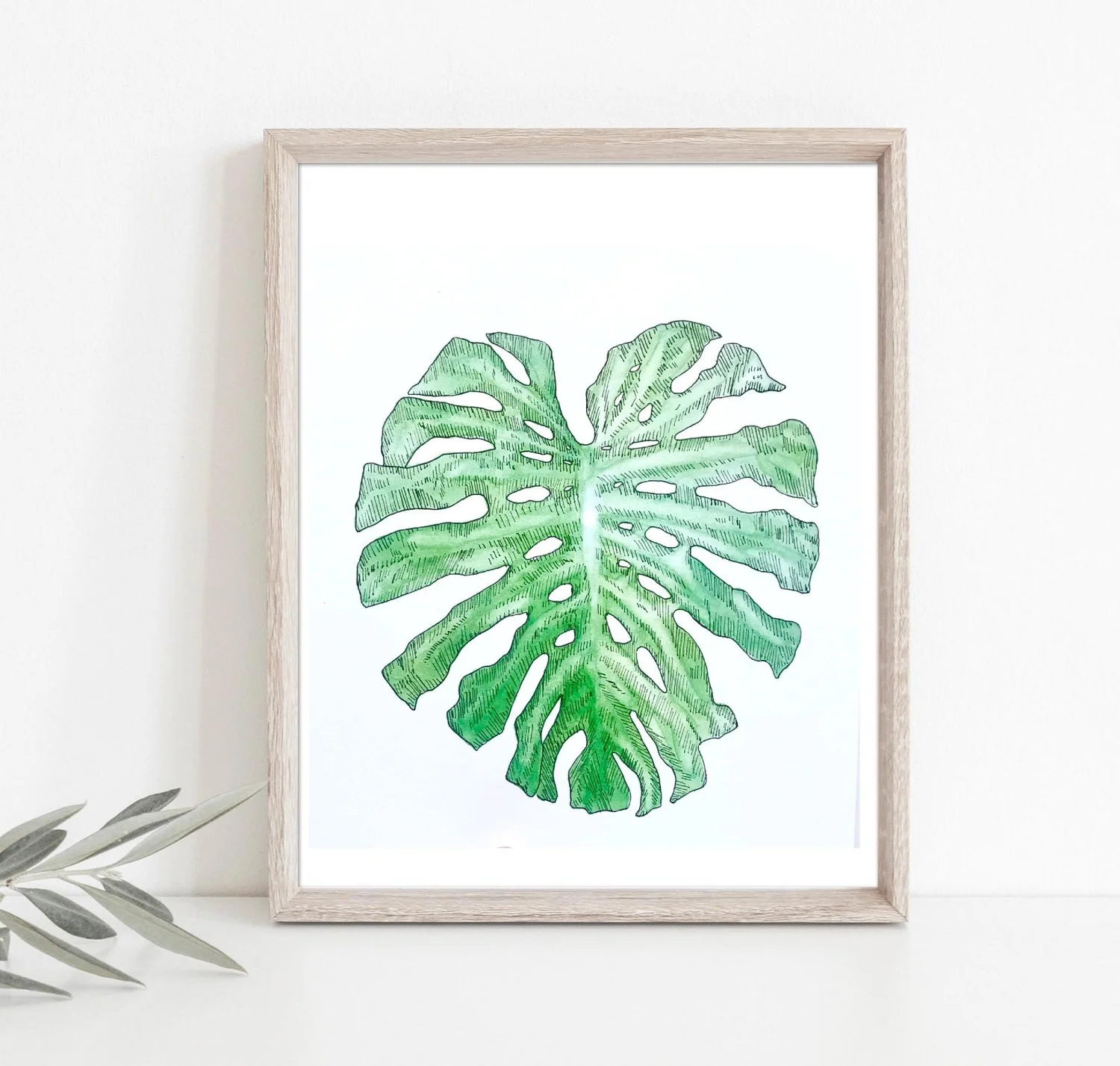 monstera plant node Variegated Monstera Albo Node (2 Node Cuttings) (No Variegation) – Optiflora main image 0
