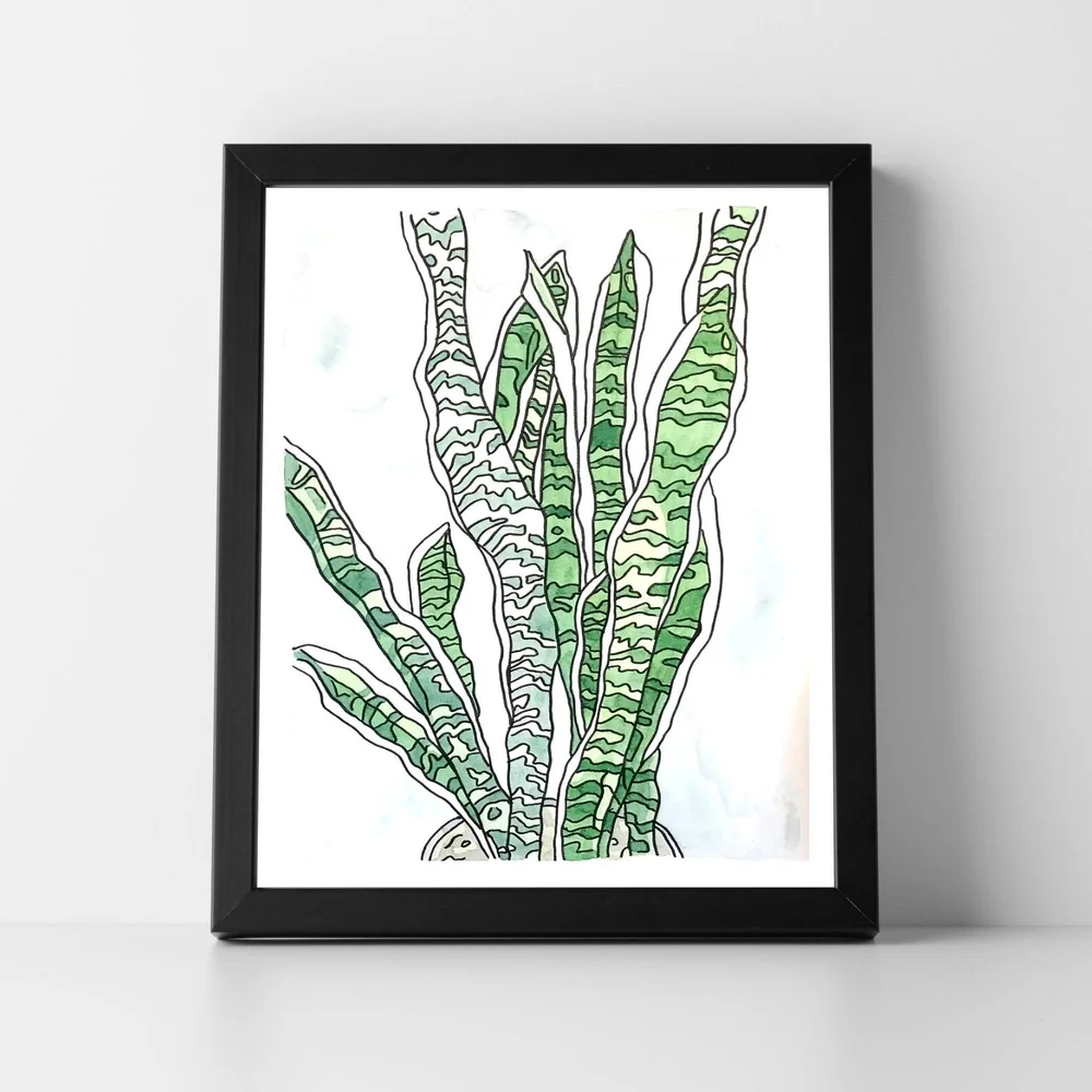 panda succulent plant Panda Plant 'Kalanchoe tomentosa'