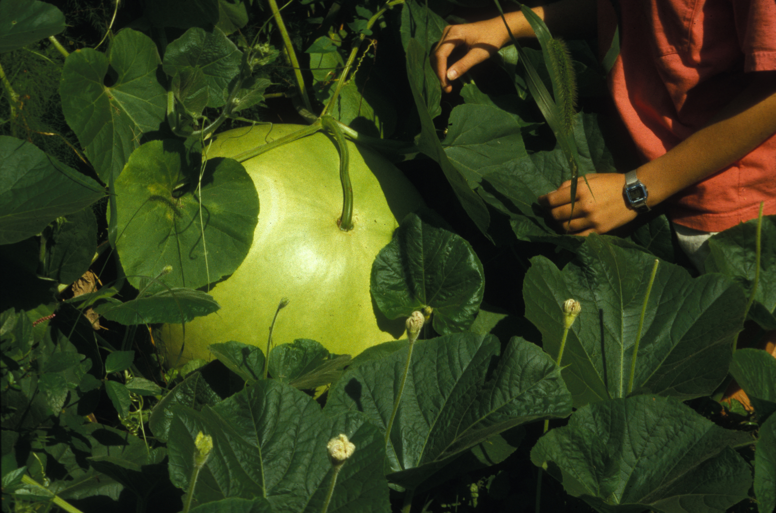 Growing Moon Gourds in the garden.