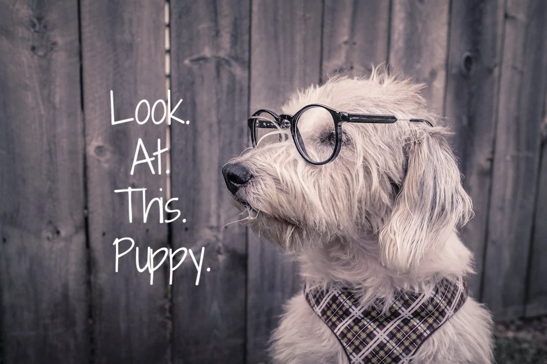 Cultivating Curiosity and Stopping Stupidity