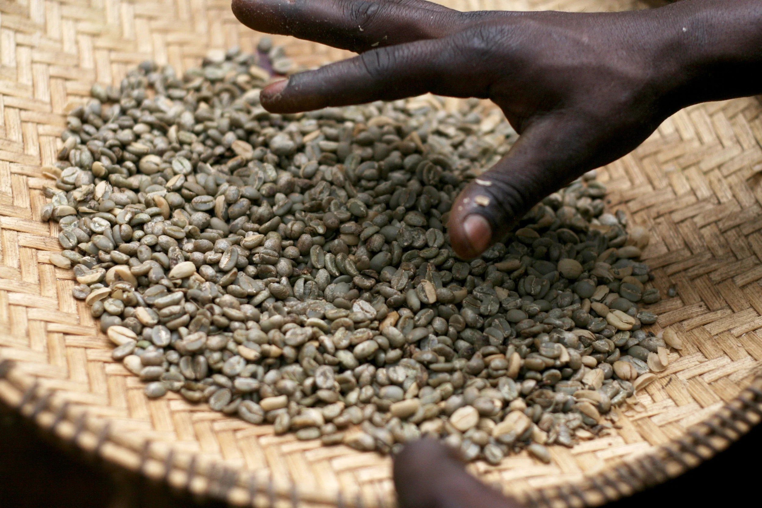 Tanzania Tweega Peaberry