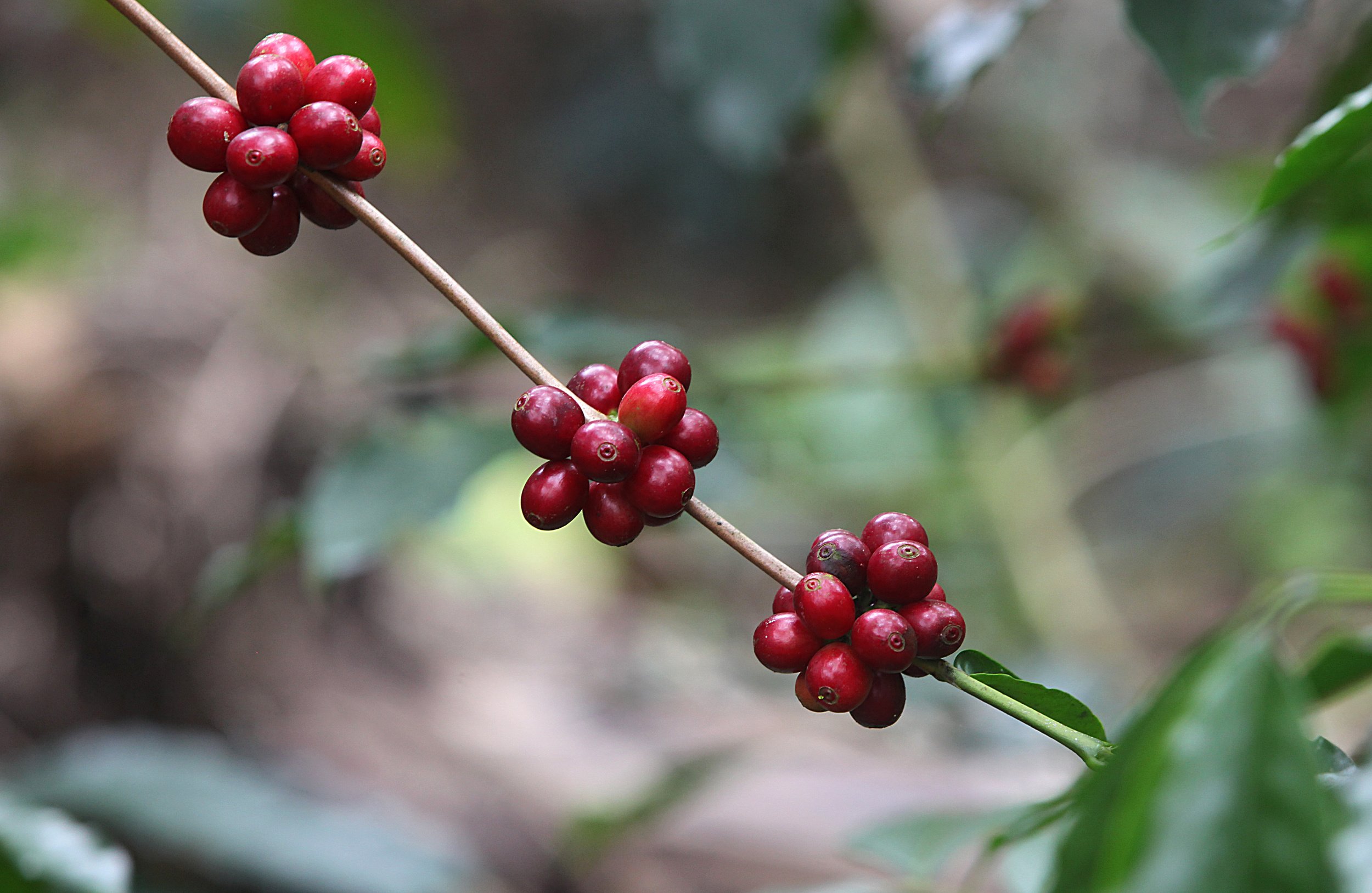 Costa Rican Chirripo